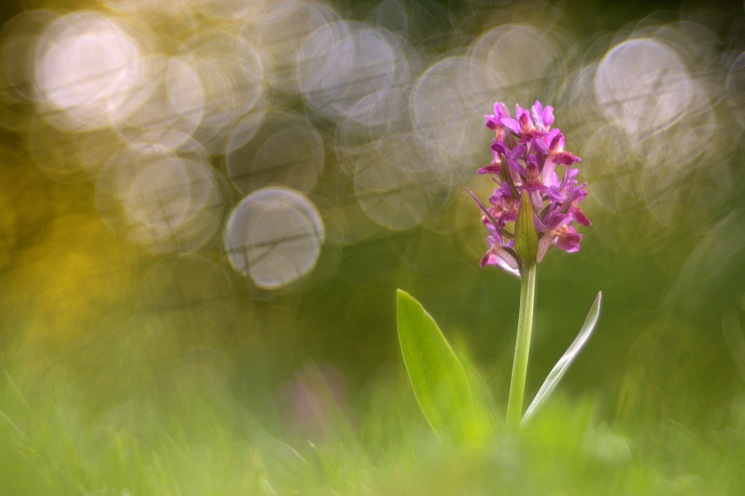 Dactylorhiza sambucina