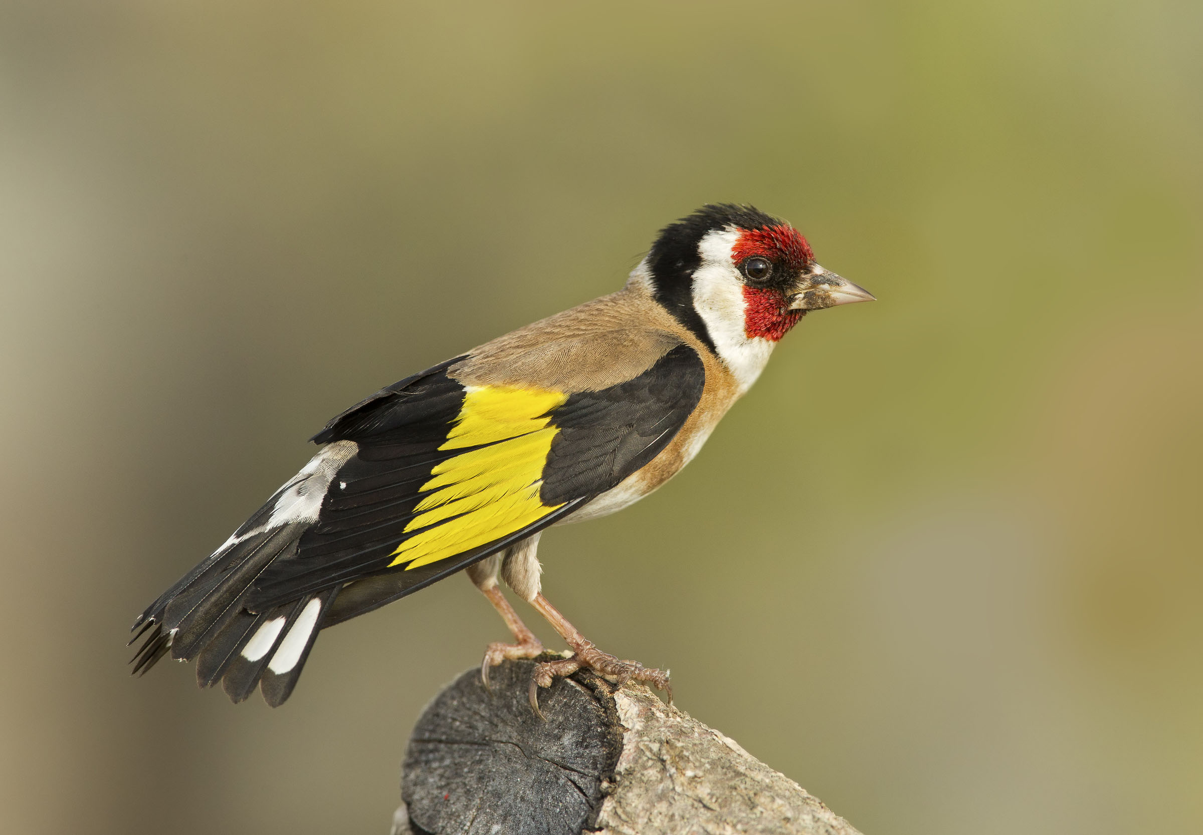 cardellino (carduelis carduelis)