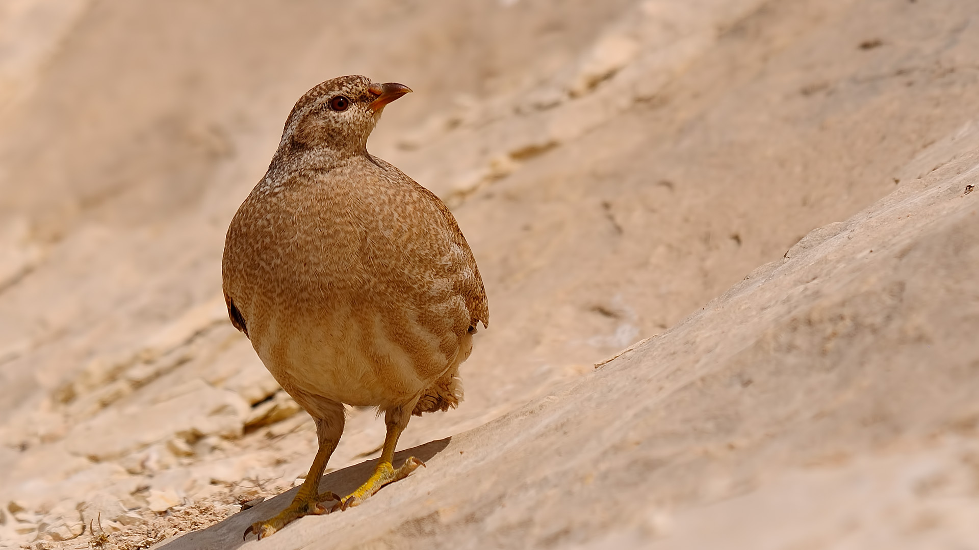 Ammoperdix griseogularis »See-vedere pernice