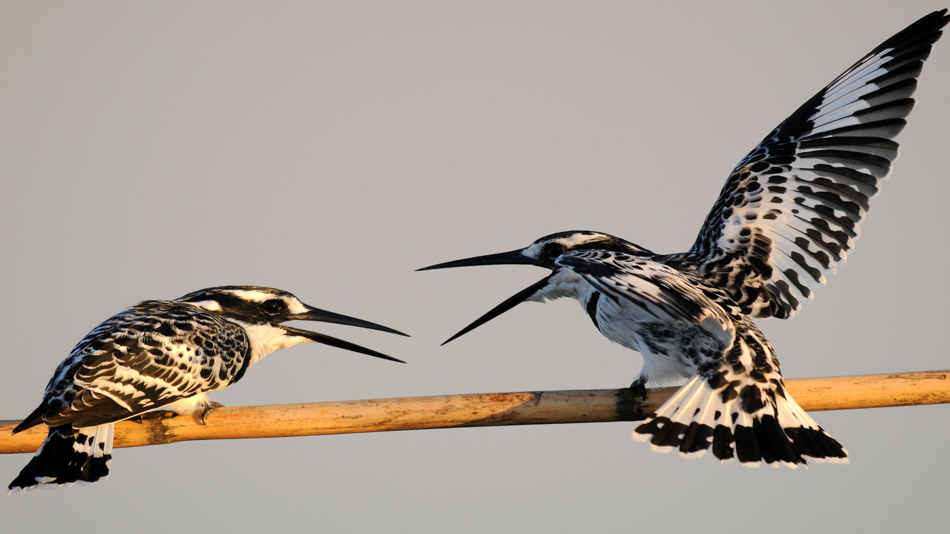 Rudis Ceryle »Pied kingfisher Adana Turchia