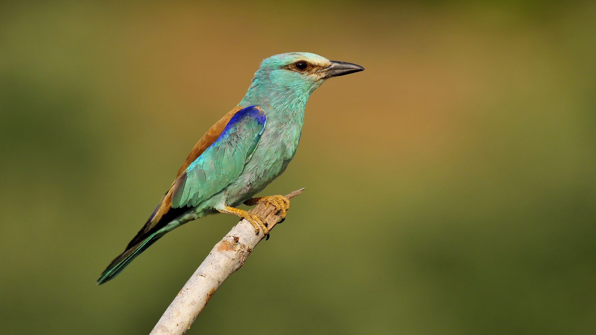 Coracias garrulus »Rullo Adana Turchia