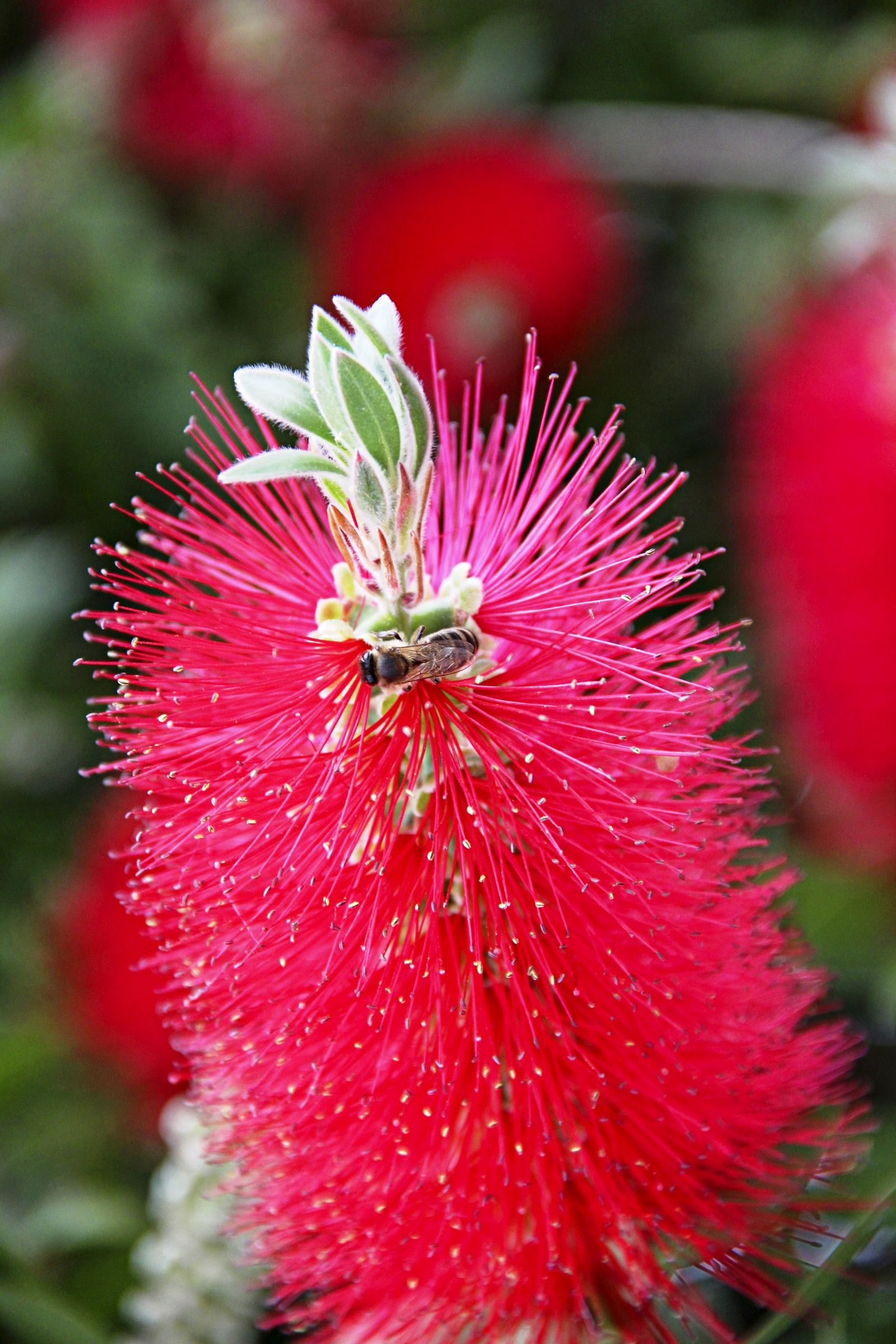 Scupitta (volgarmente detta)