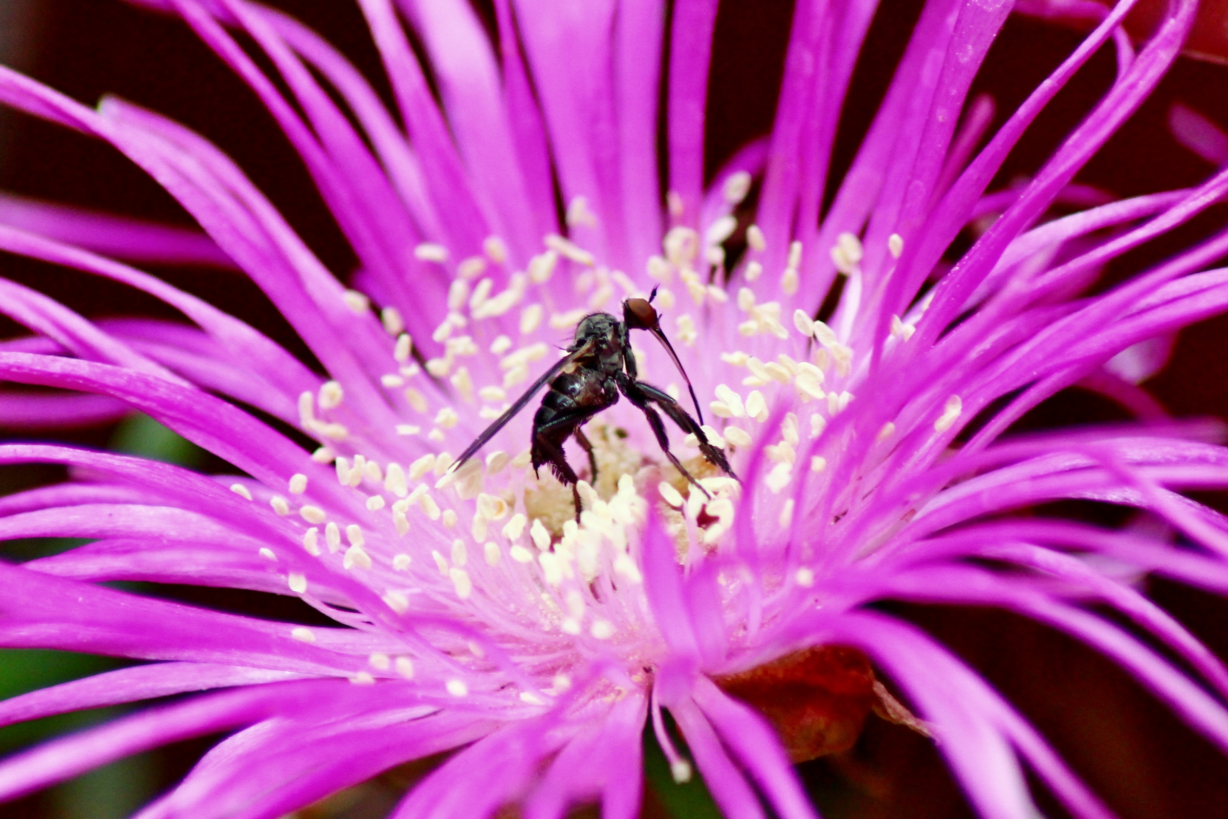 il fiore e l'insetto