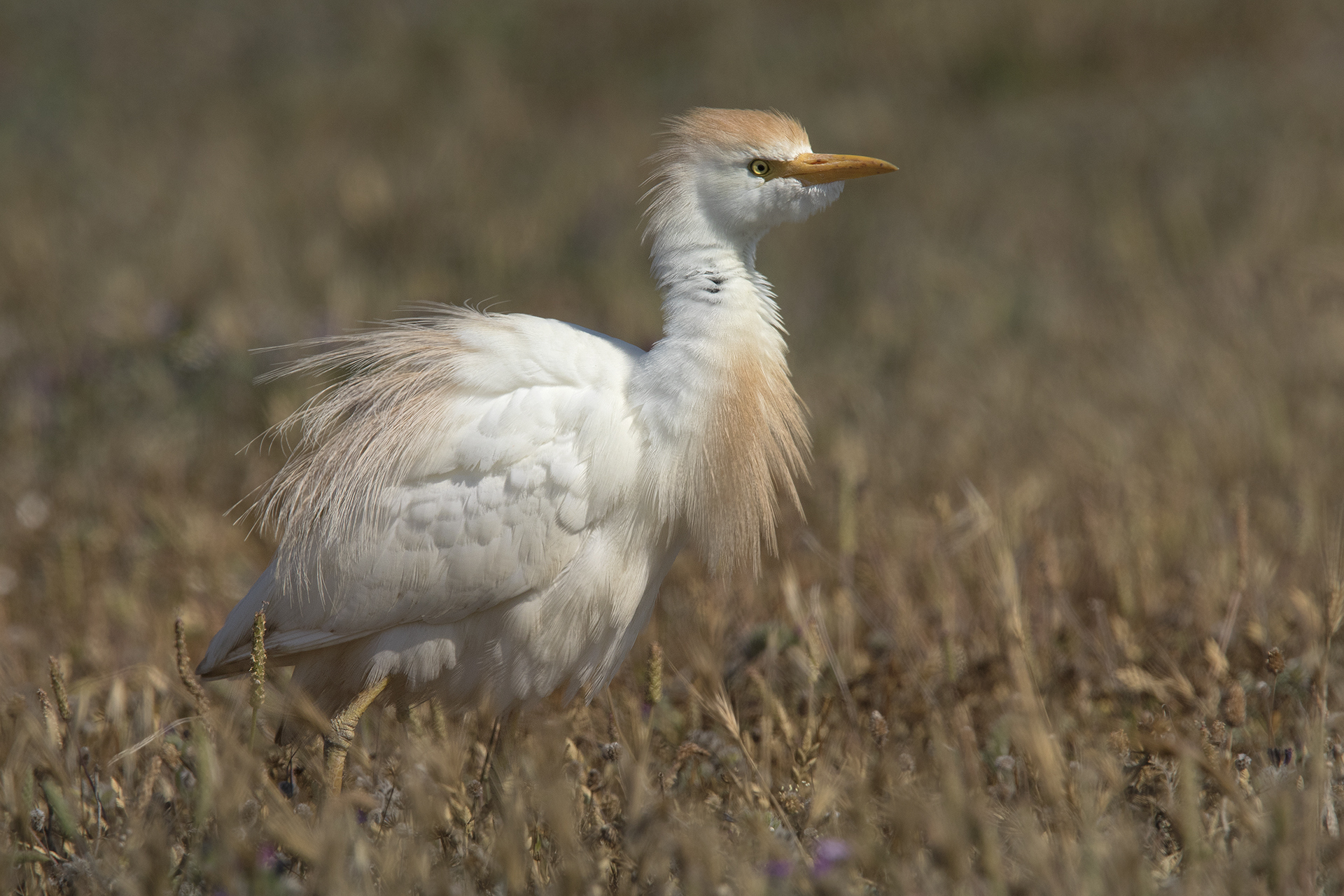 Airone guardabuoi Bubulcus ibis