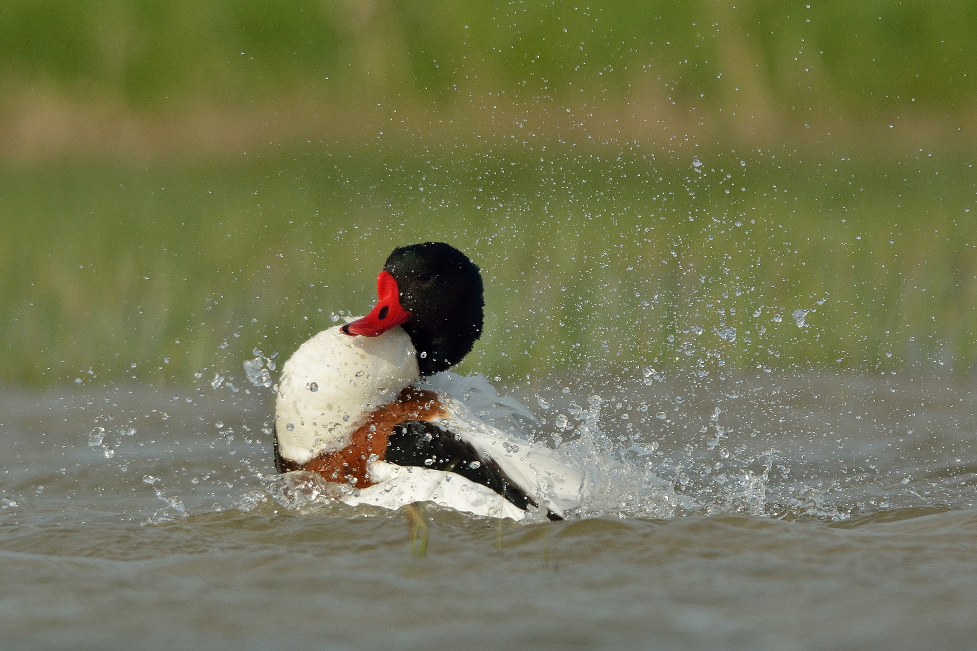 Il bagno della volpoca