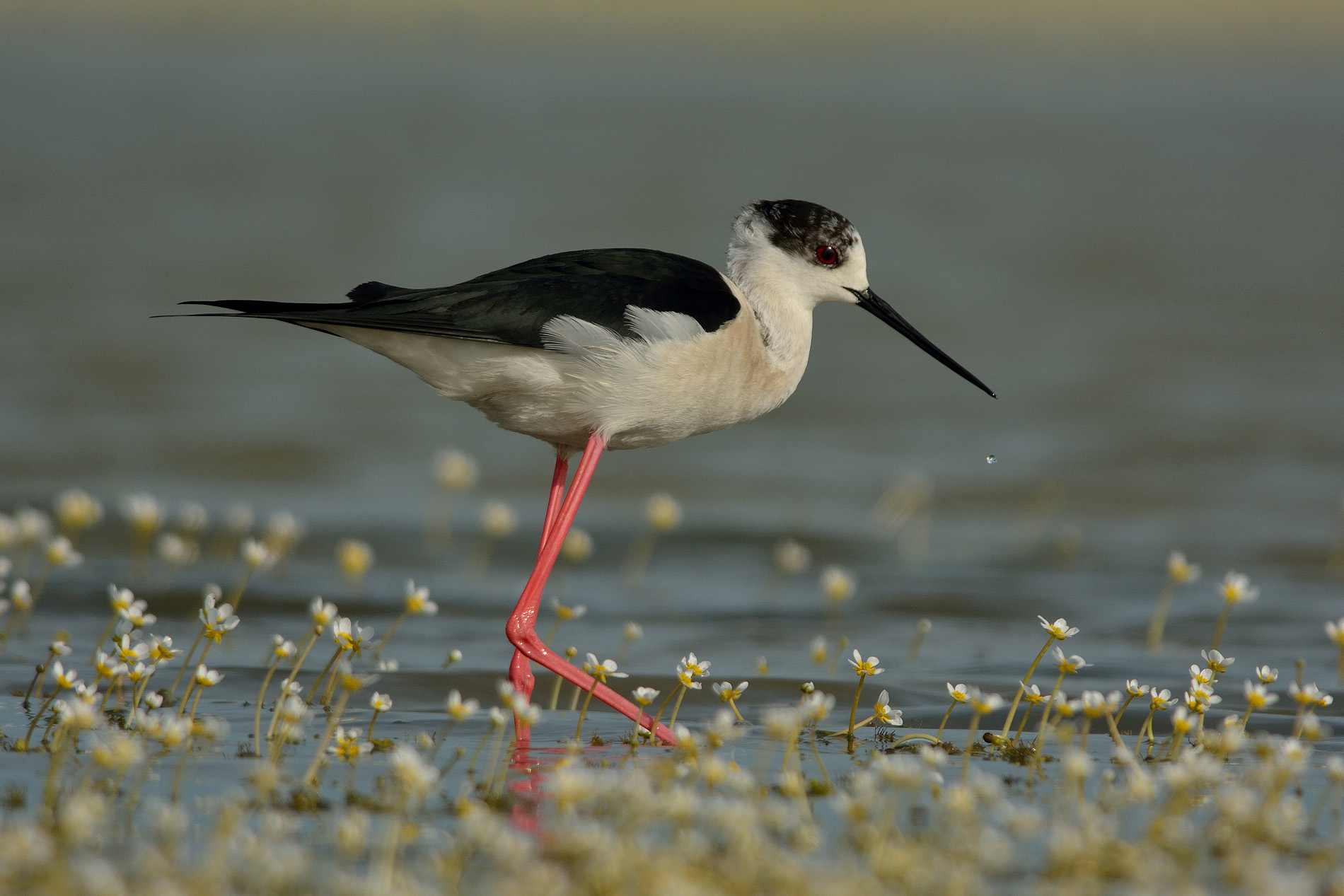 Cavaliere tra i fiori