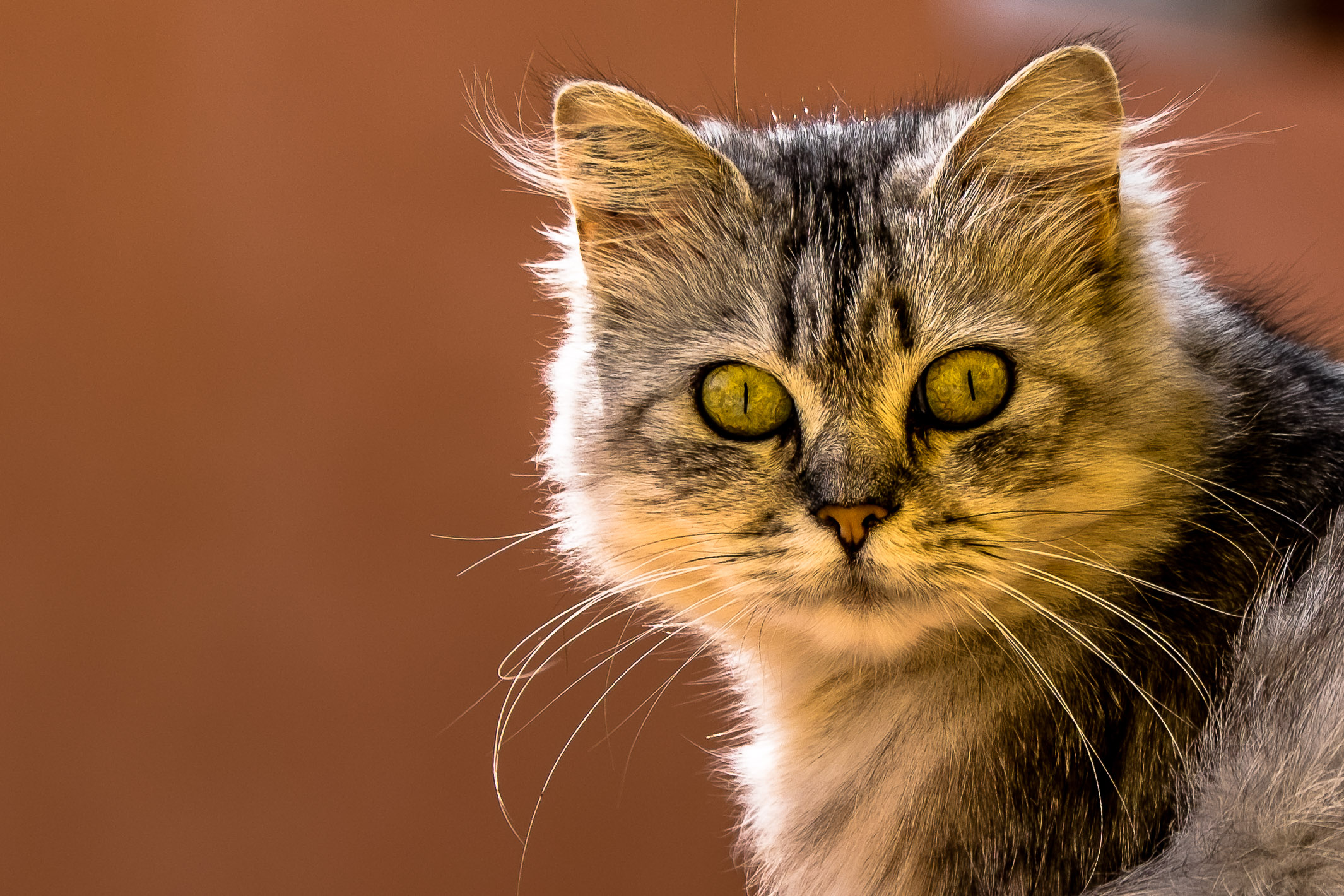 The cat is back ..................