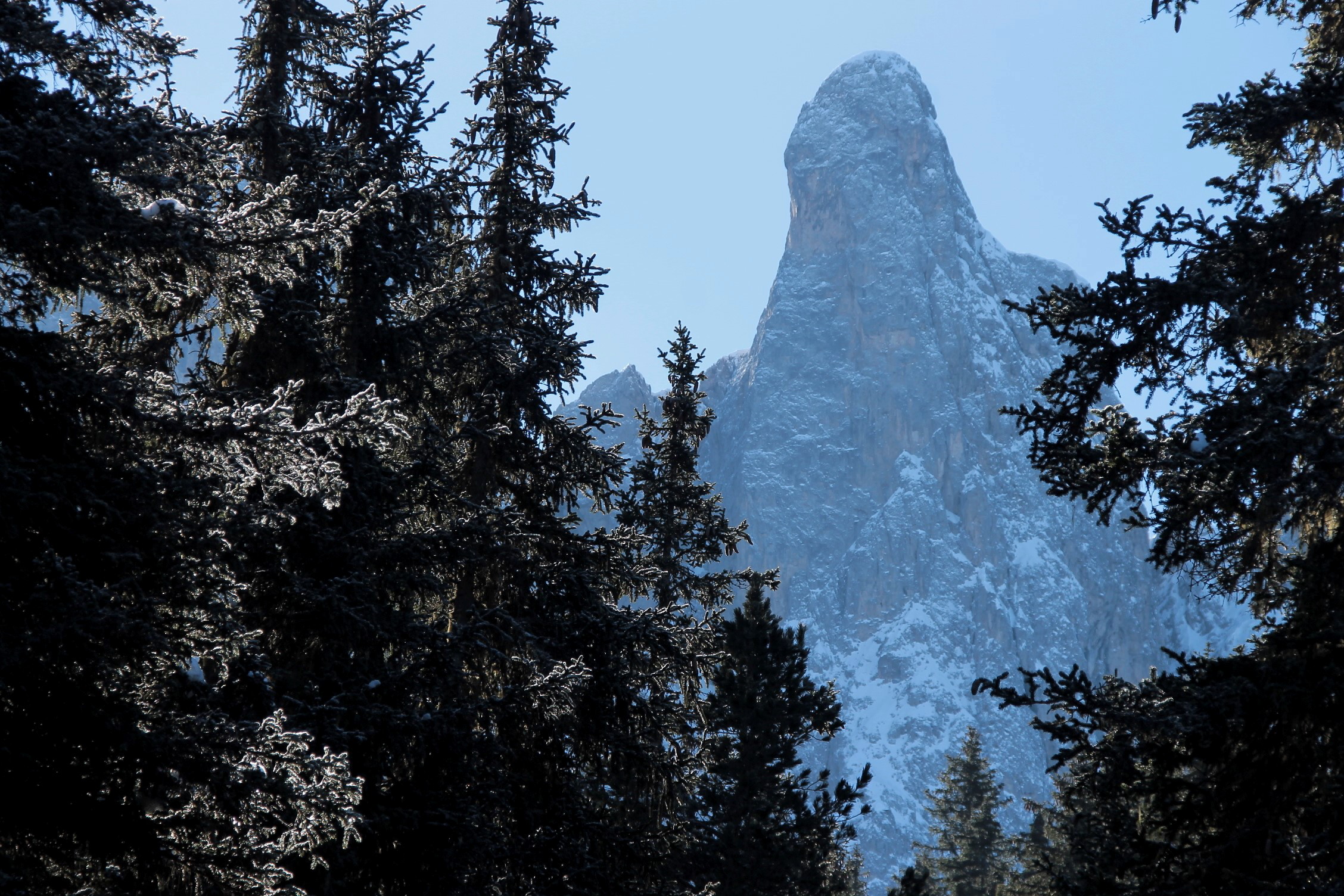 Guglia fra gli abeti