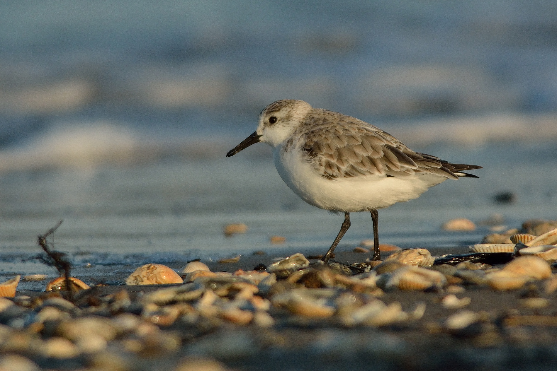 Piovanello tridattilo