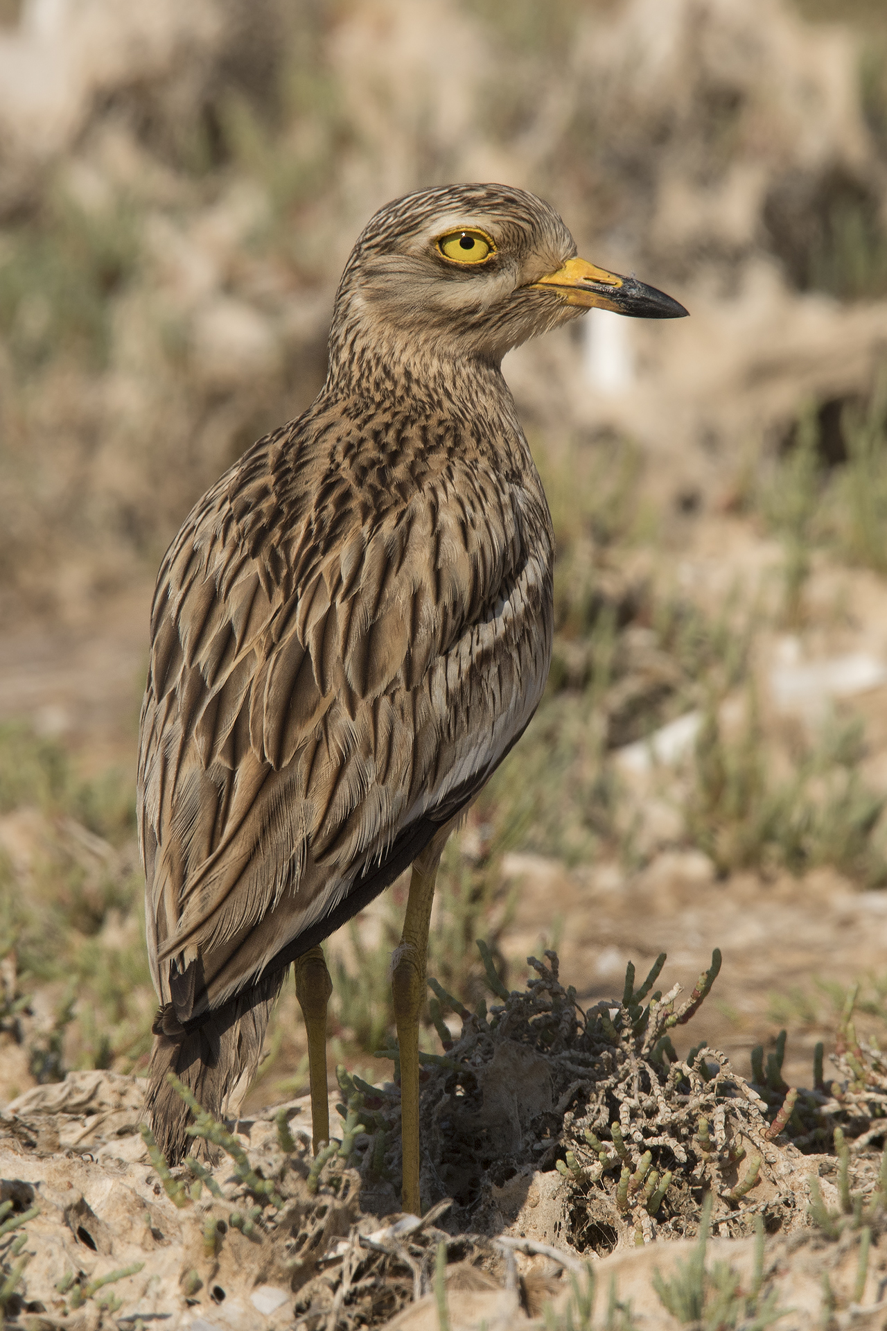 7D II  Occhione Burhinus oedicnemus