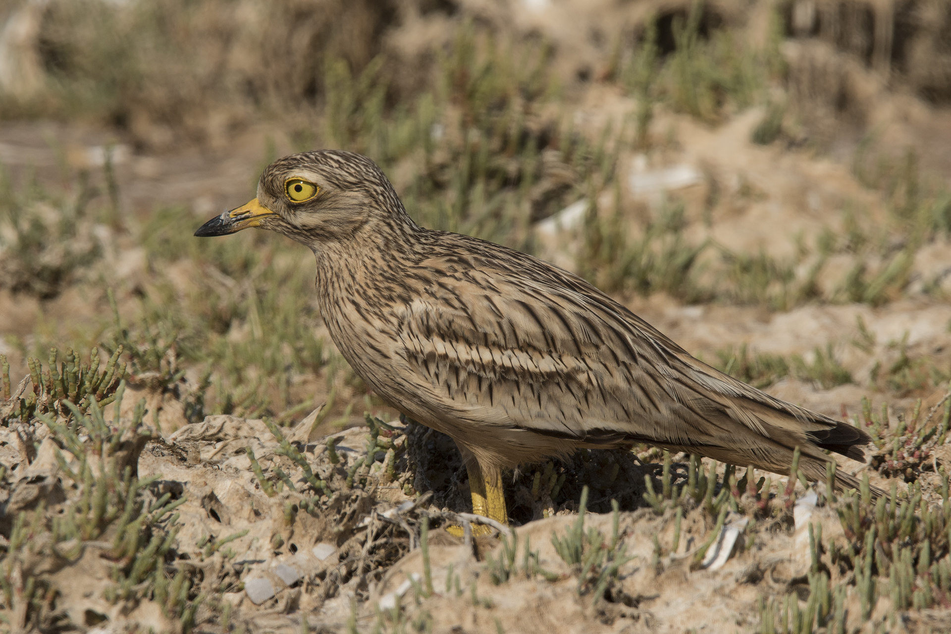 7D II  Occhione Burhinus oedicnemus