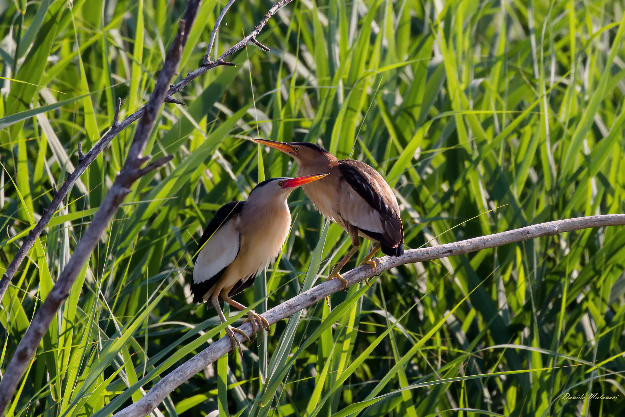 Tarabusino maschio e femmina