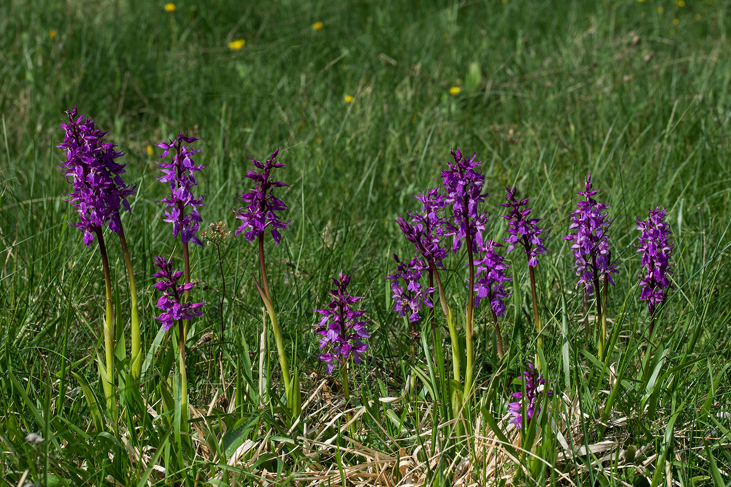 Orchis mascula