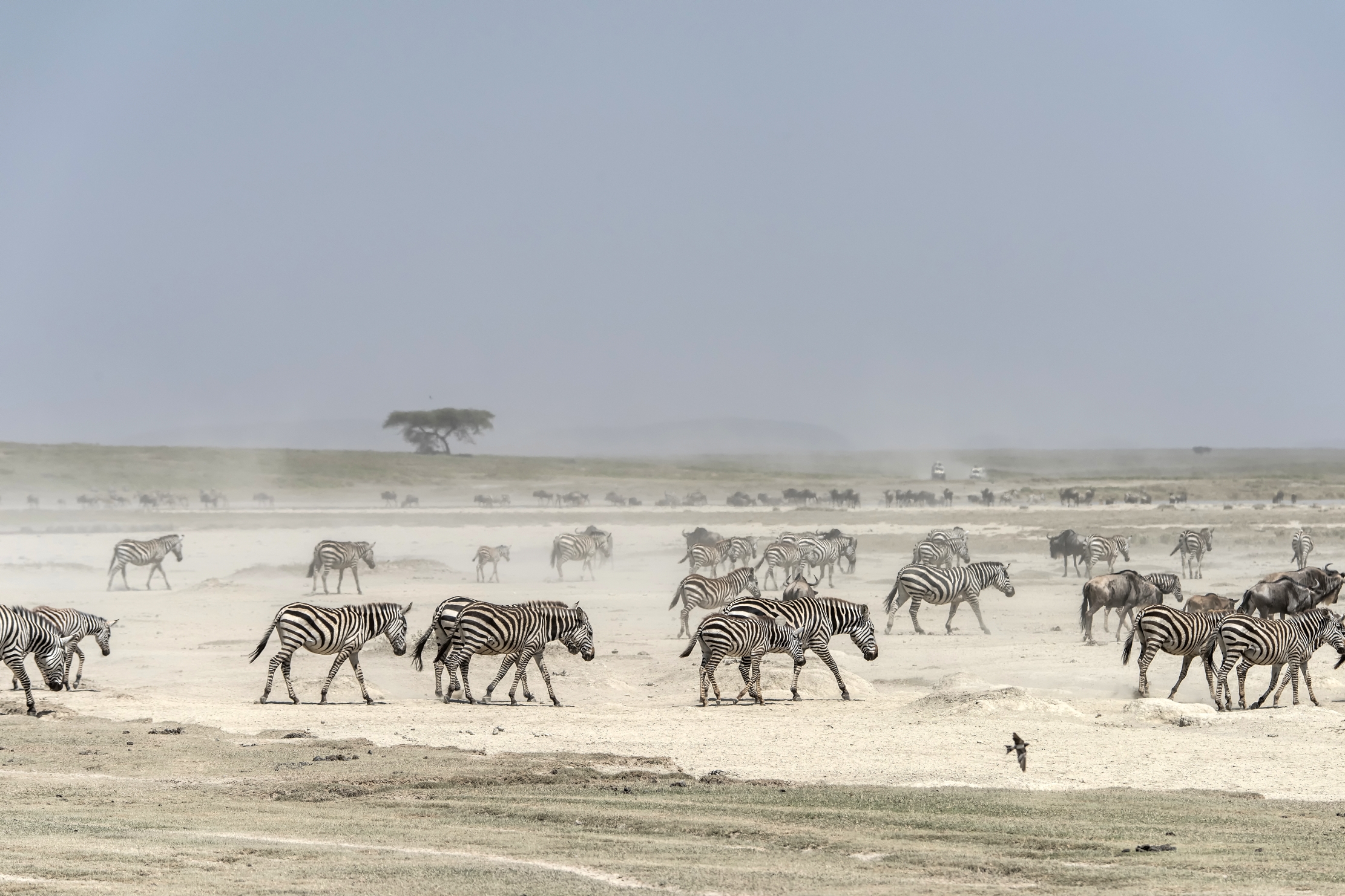 Tanzania 2015 - Migrazione