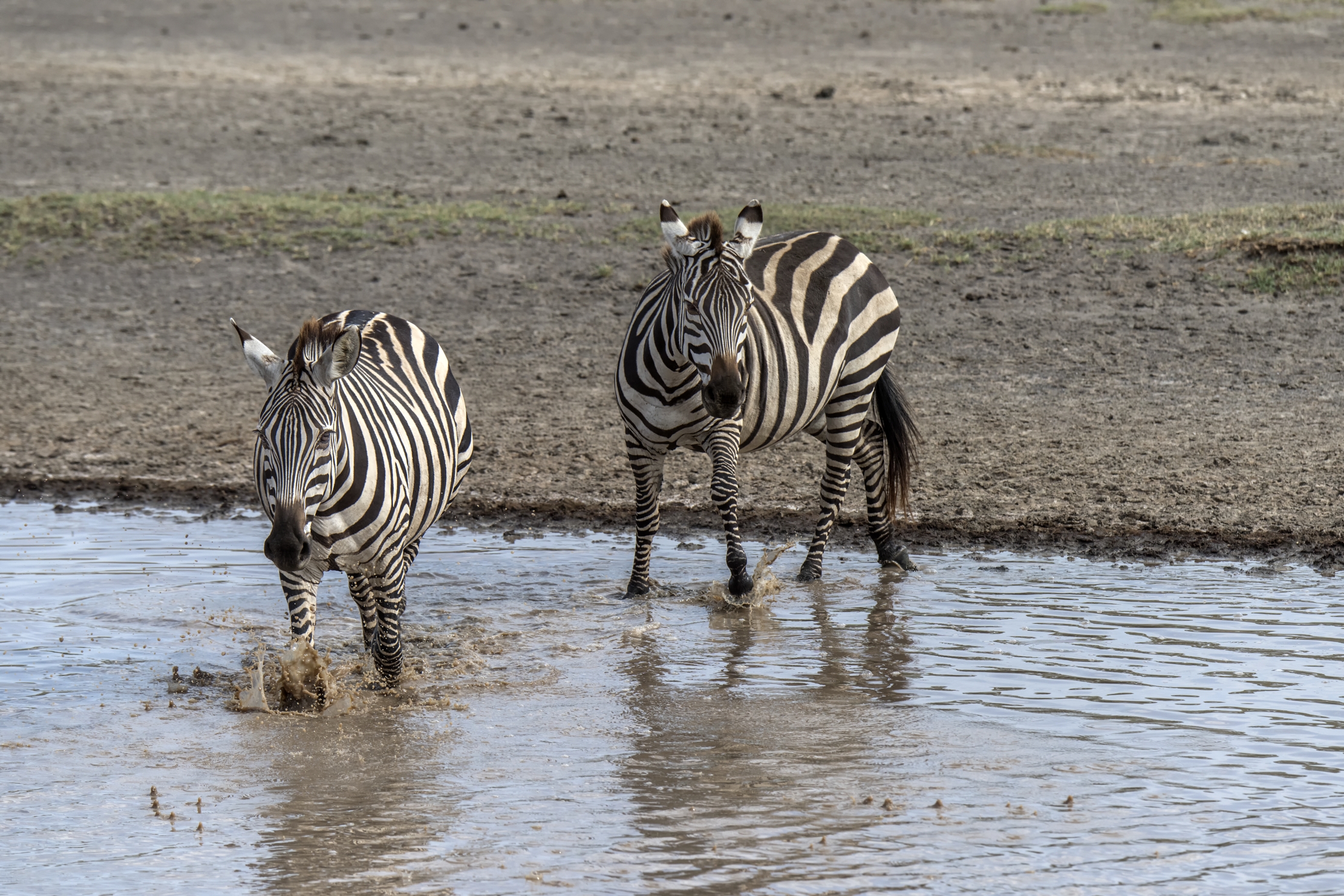 Tanzania 2015 - Migrazione