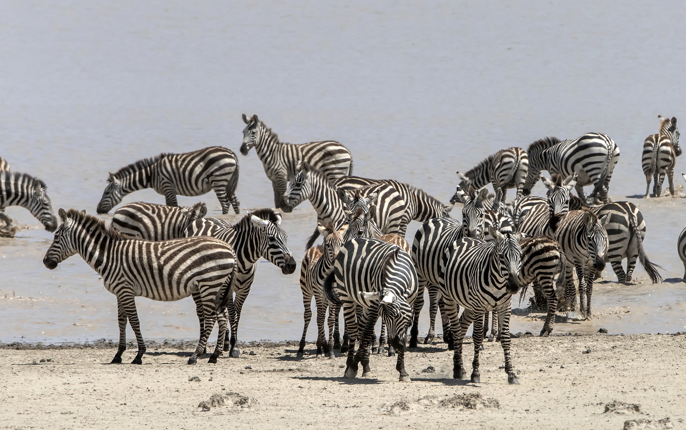 Tanzania 2015 - Migrazione