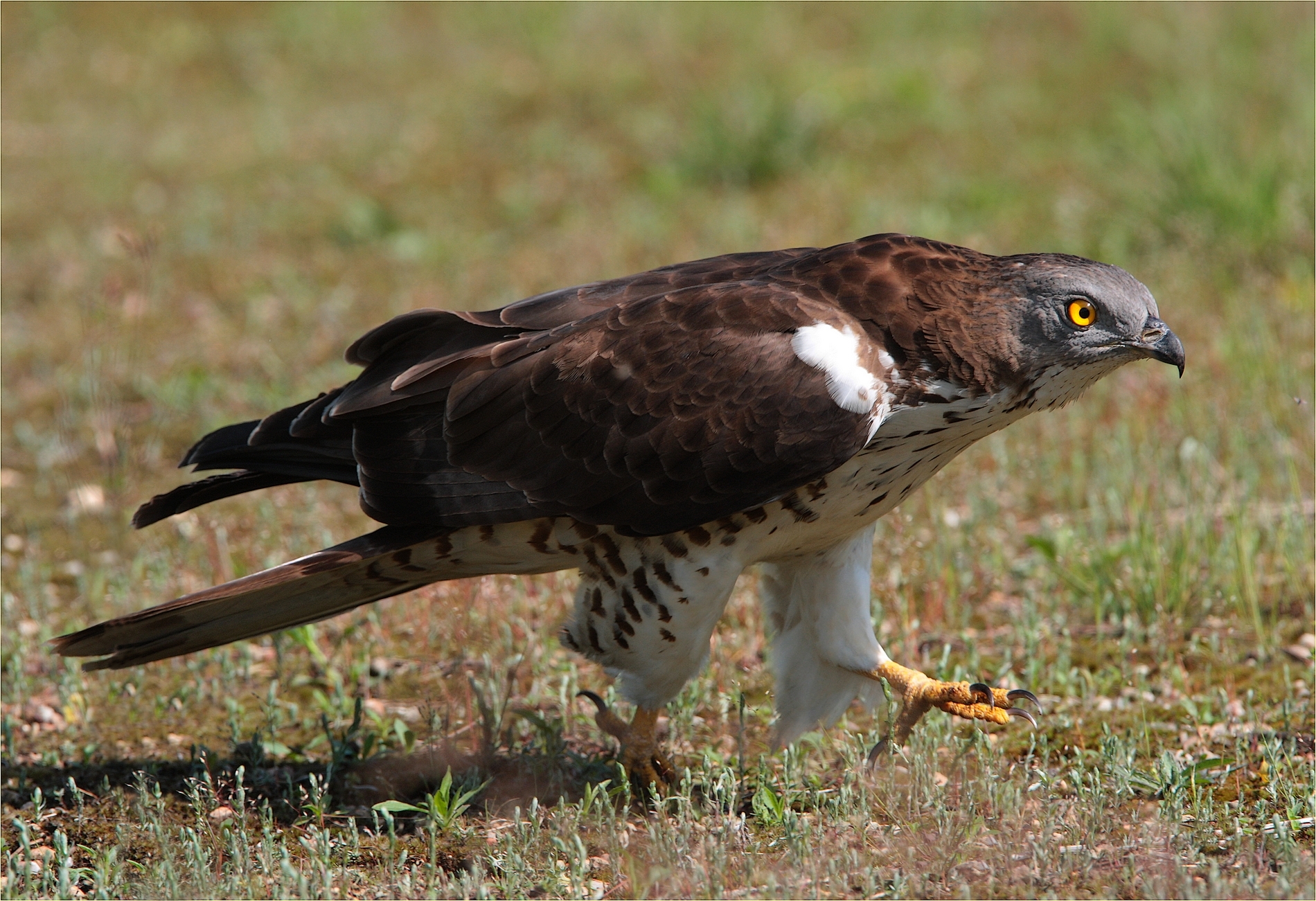 ,, pecchiaiolo un pò incazzato,,