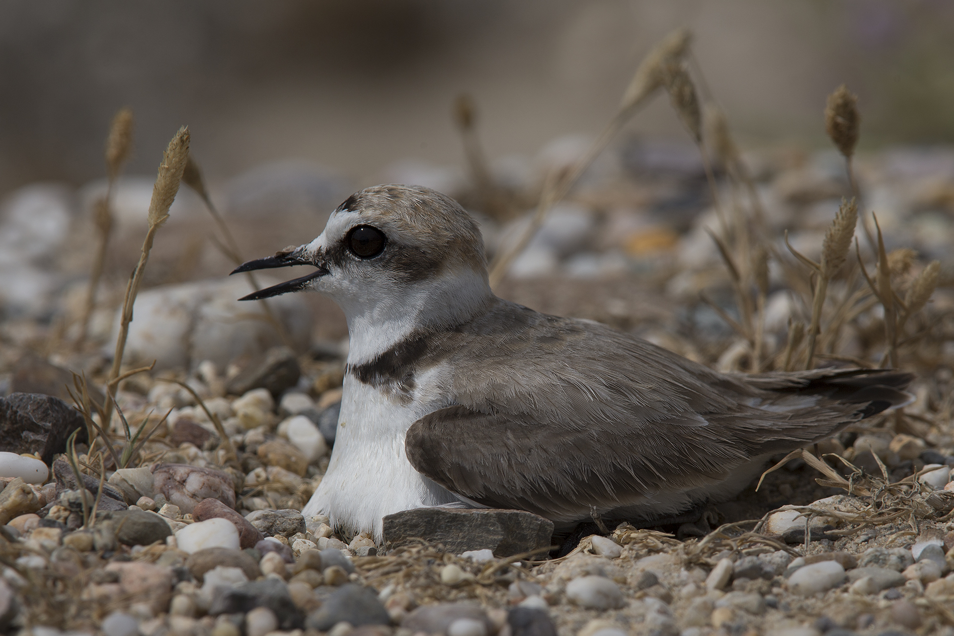 Fratino Charadrius alexandrinus