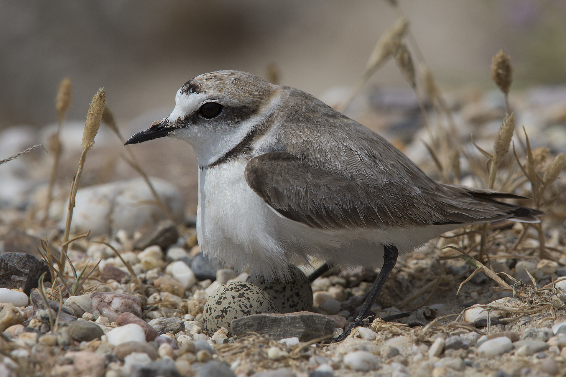 Plover Kentish Plover