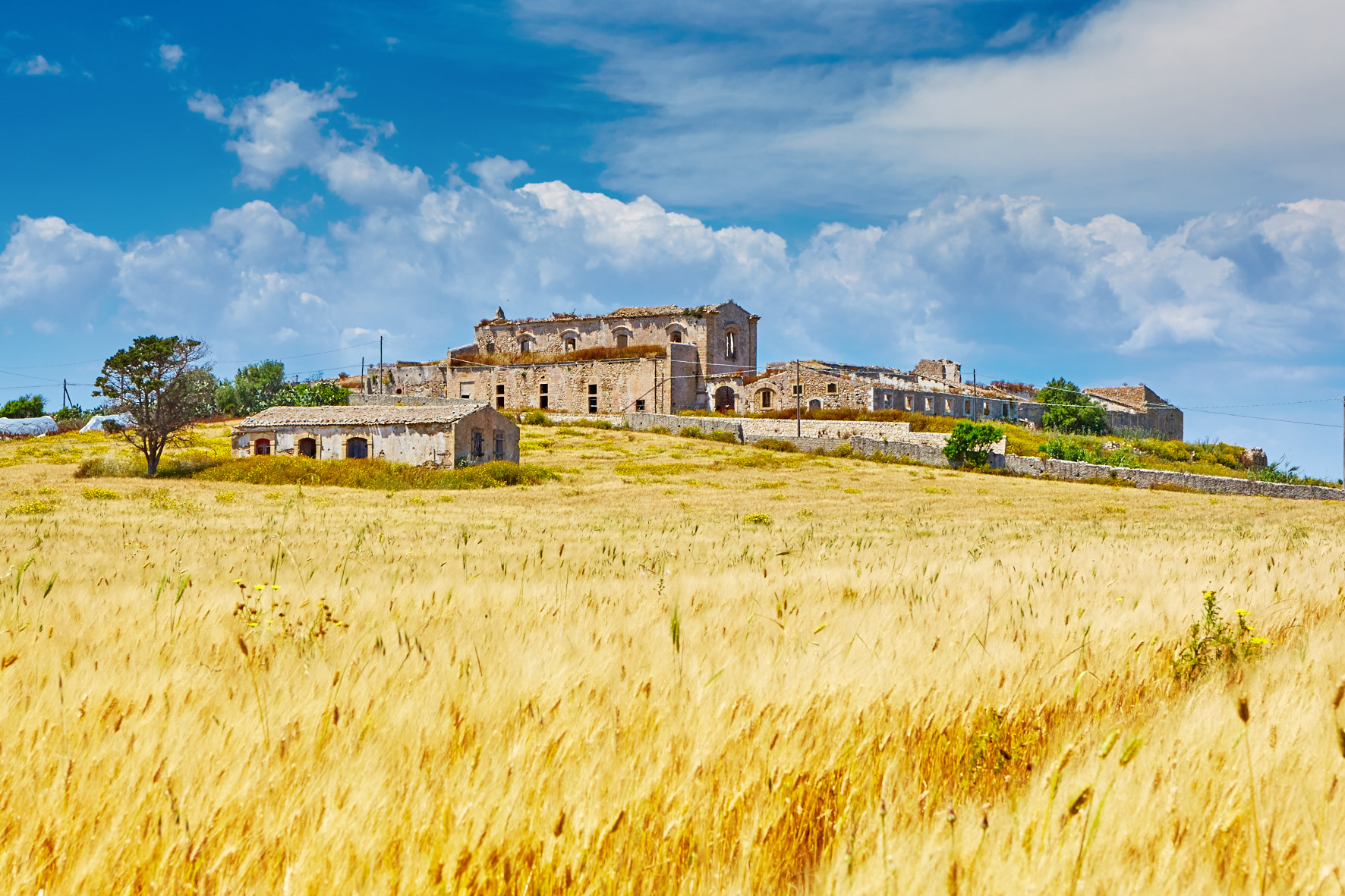wheat fields and farmhouse