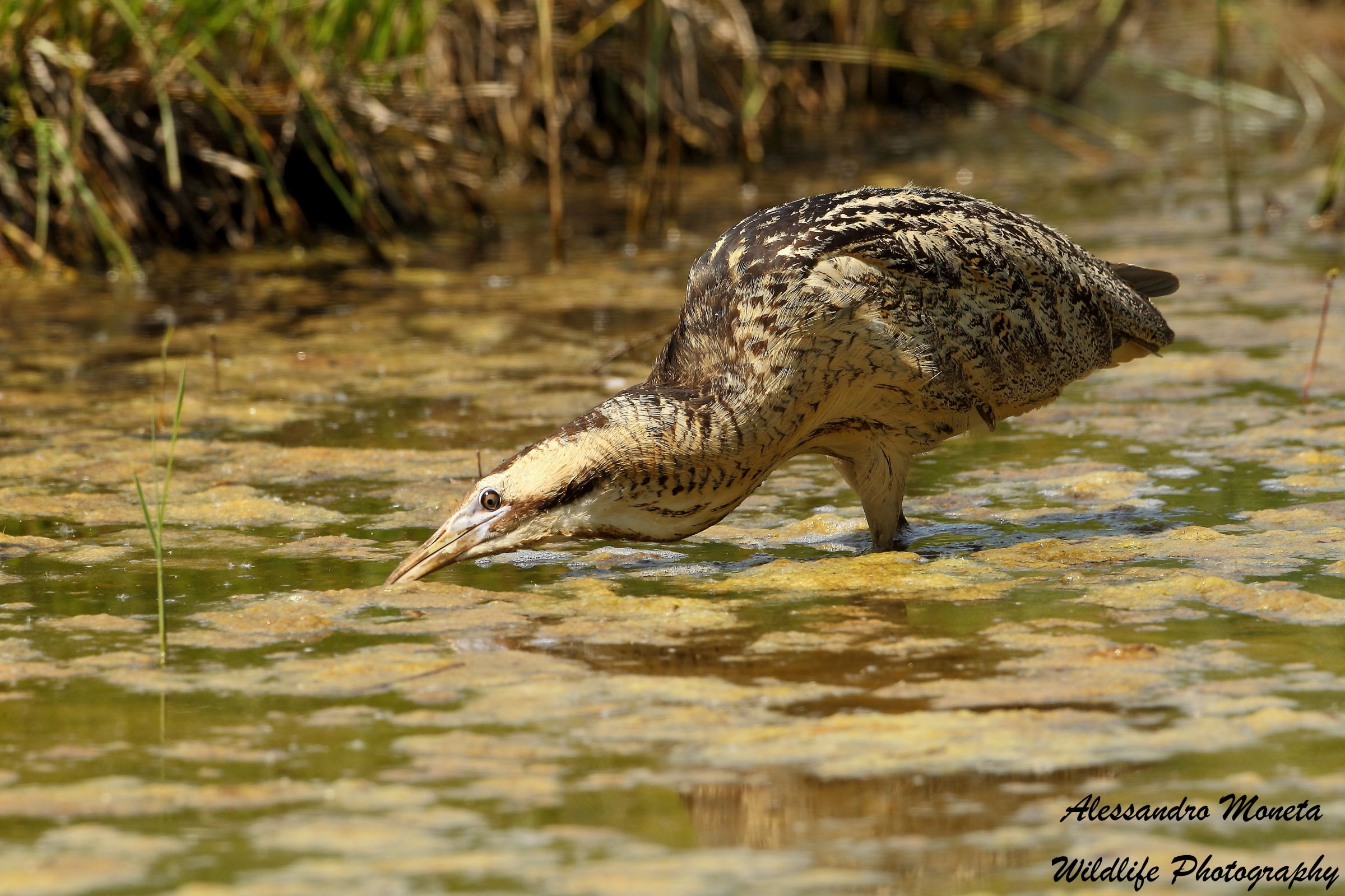 Bittern hunting