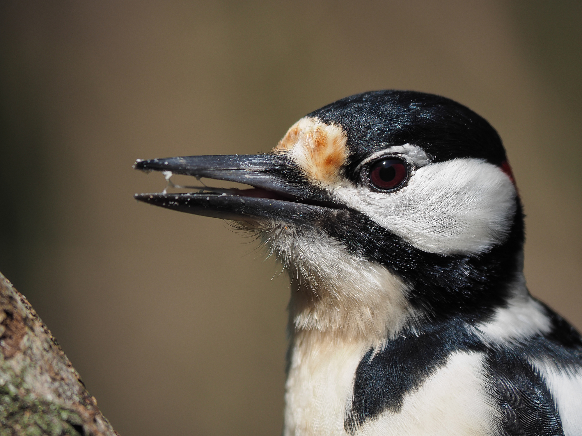 Rosso Maggiore (maschio) - Ritratto