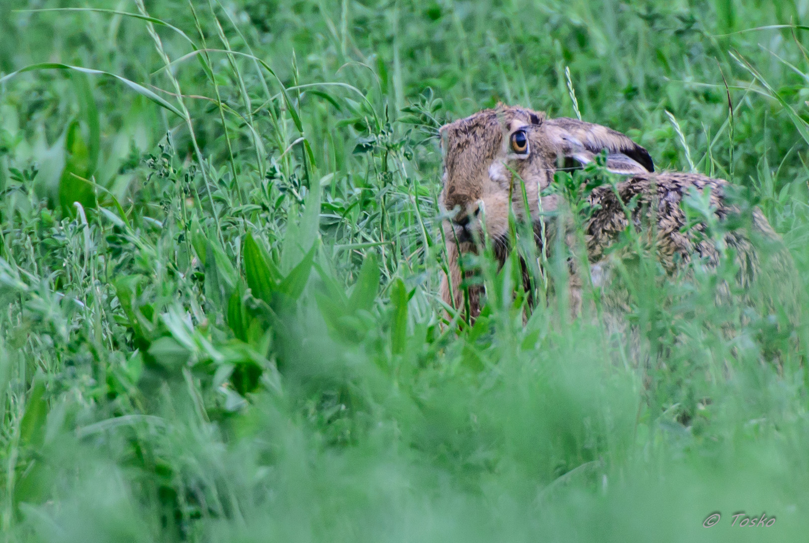 Lepre tra il trifoglio.... pronta allo scatto!