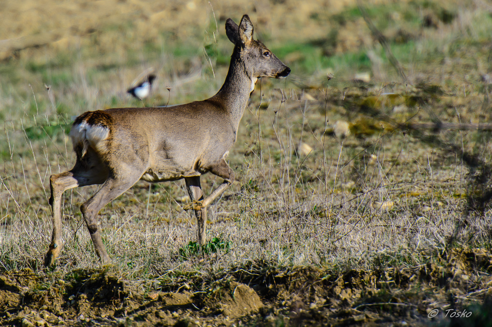 una femmina in perlustrazione........