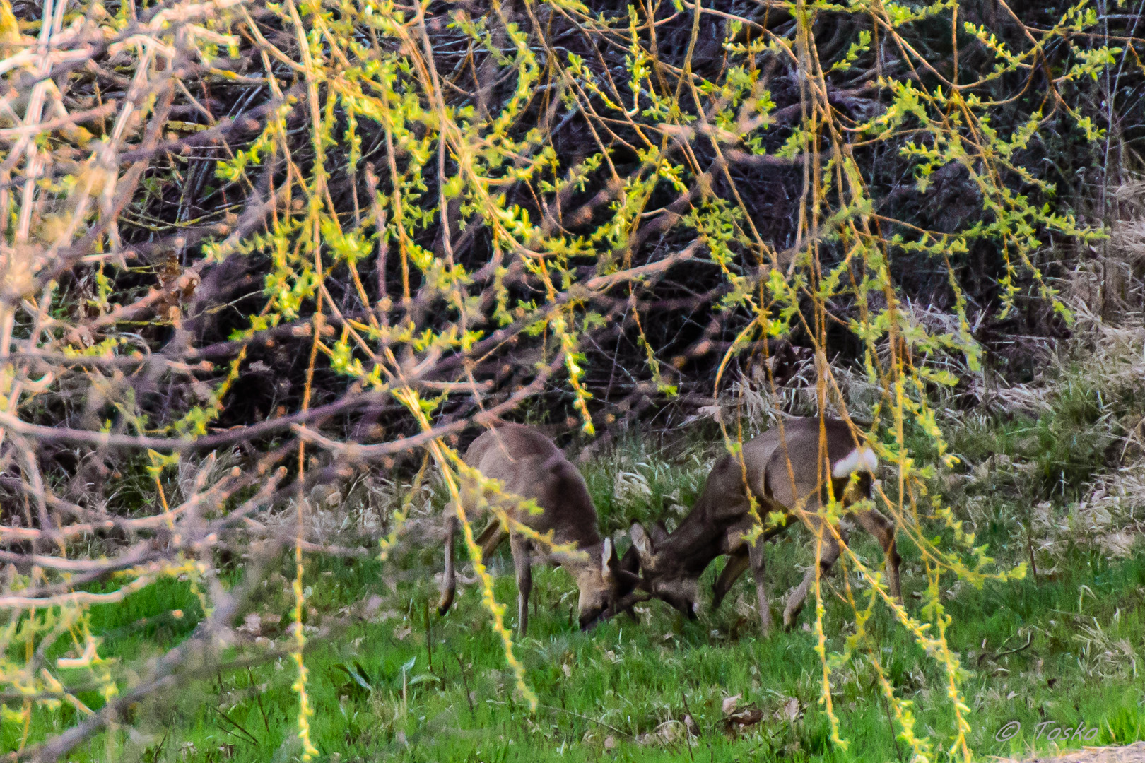 testate..... in erba