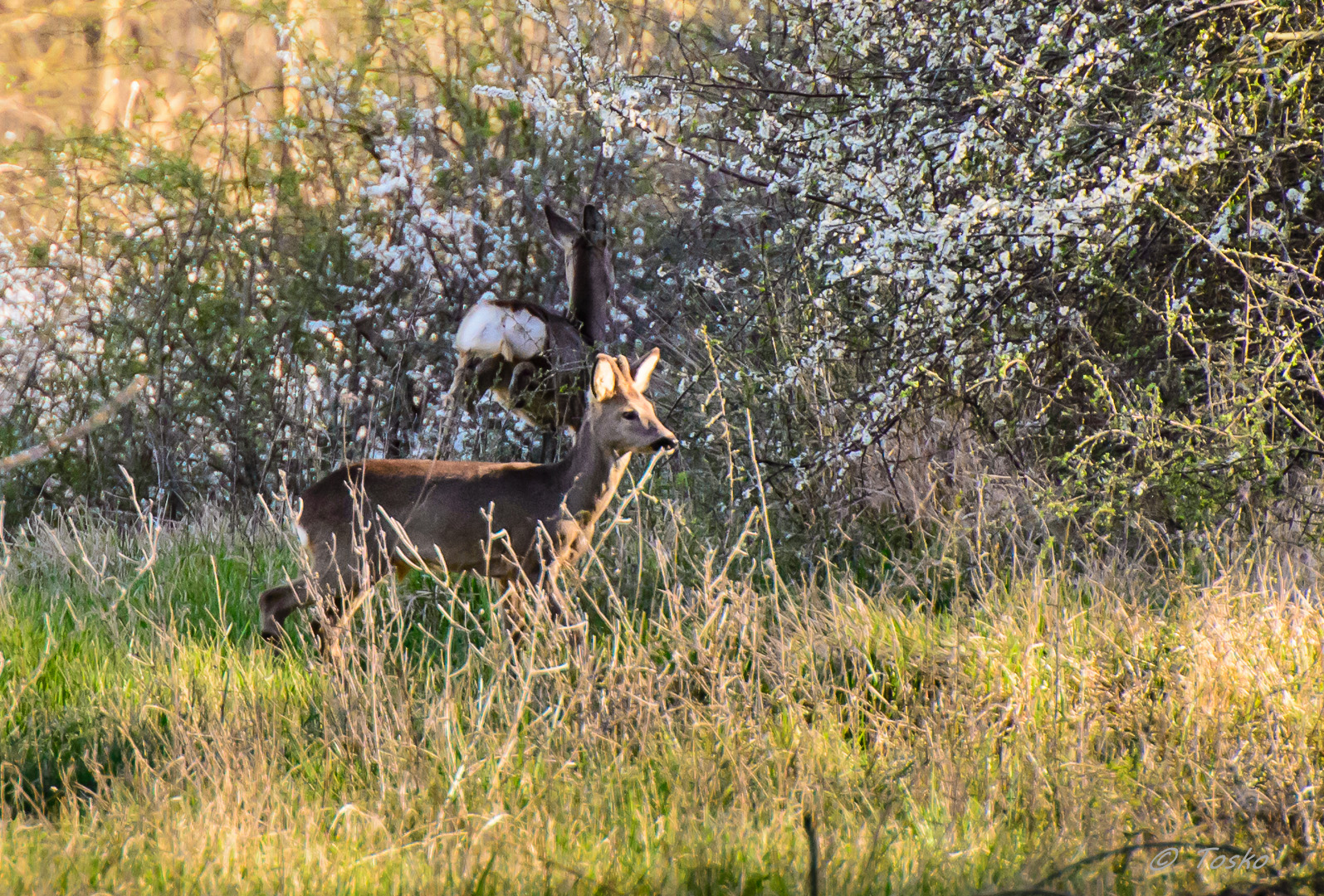 un ultimo sguardo prima di tuffarsi nel bosco....