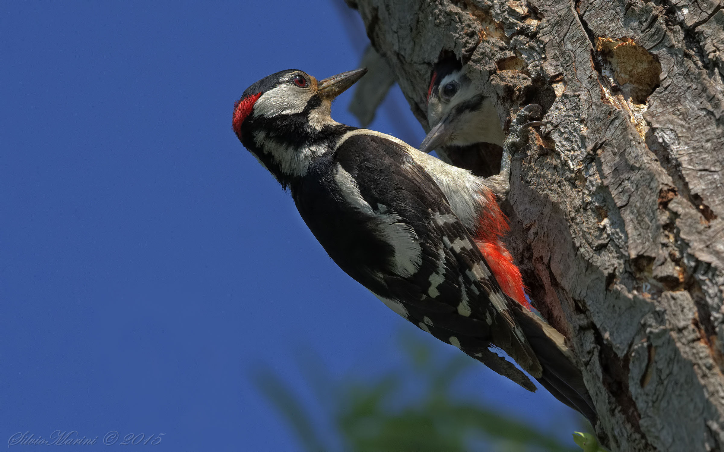 Picchio rosso maggiore  (Dendrocopos major) con prole.