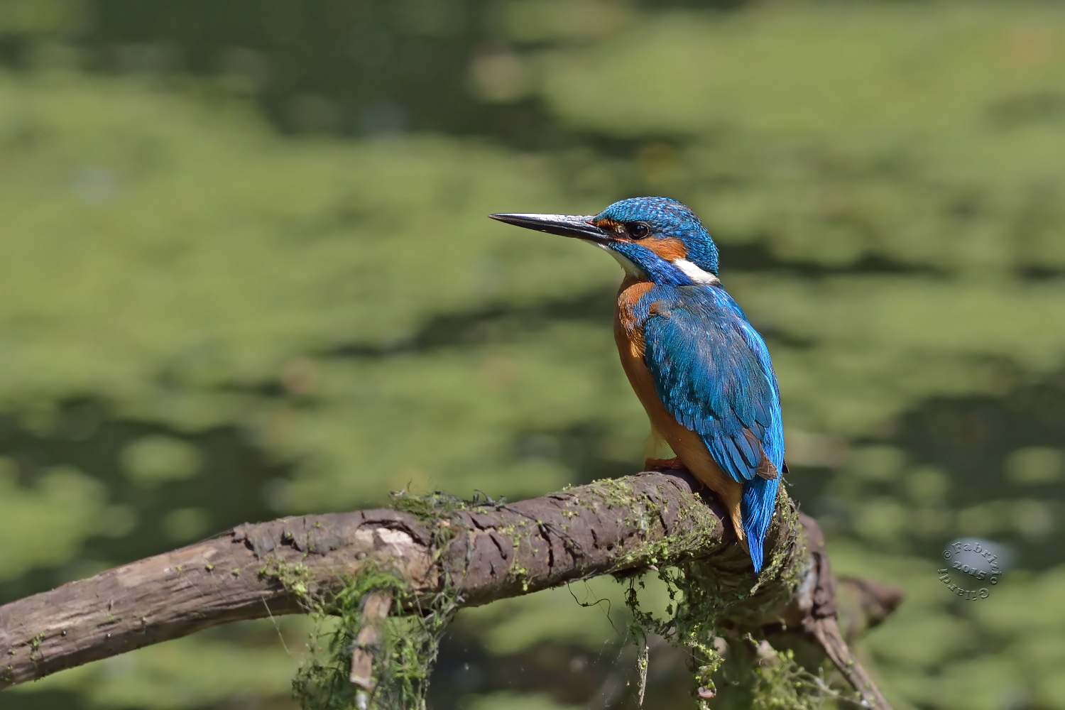 Kingfisher m. (Alcedo atthis)