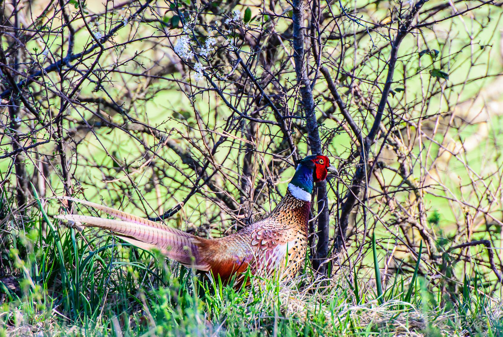 splendido esemplare di fagiano maschio