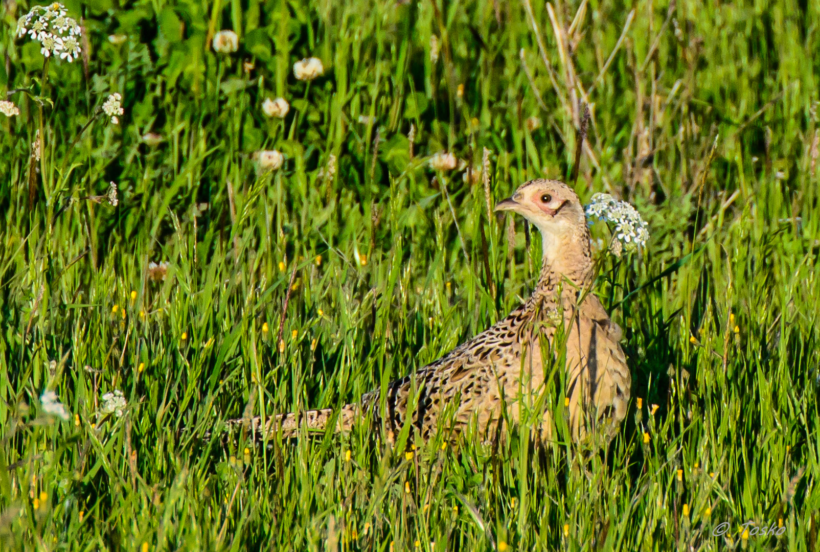 bell'esemplare di fagiano femmina