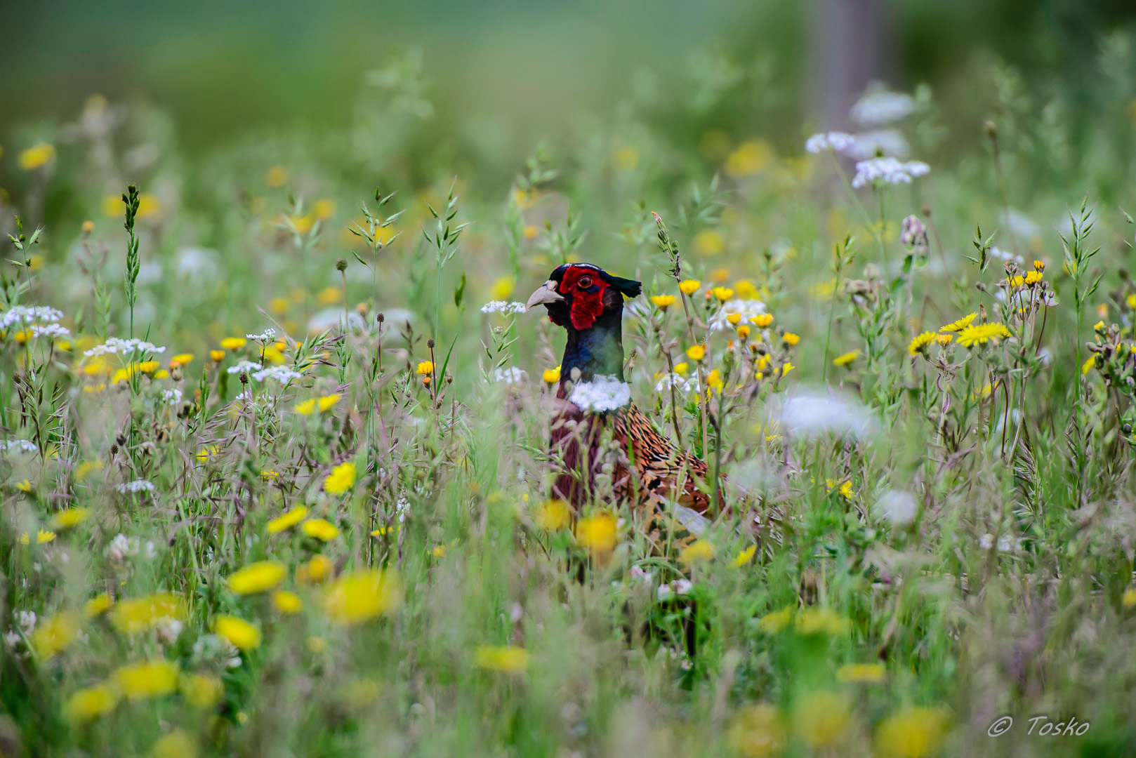 il re del prato.......