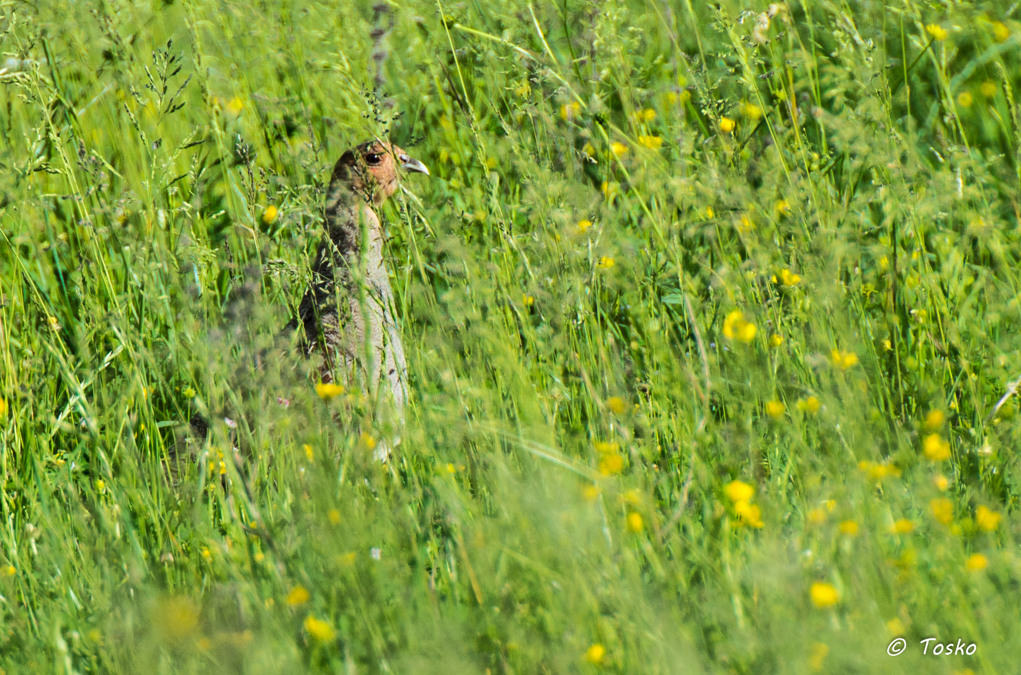 starna in ..... vedetta