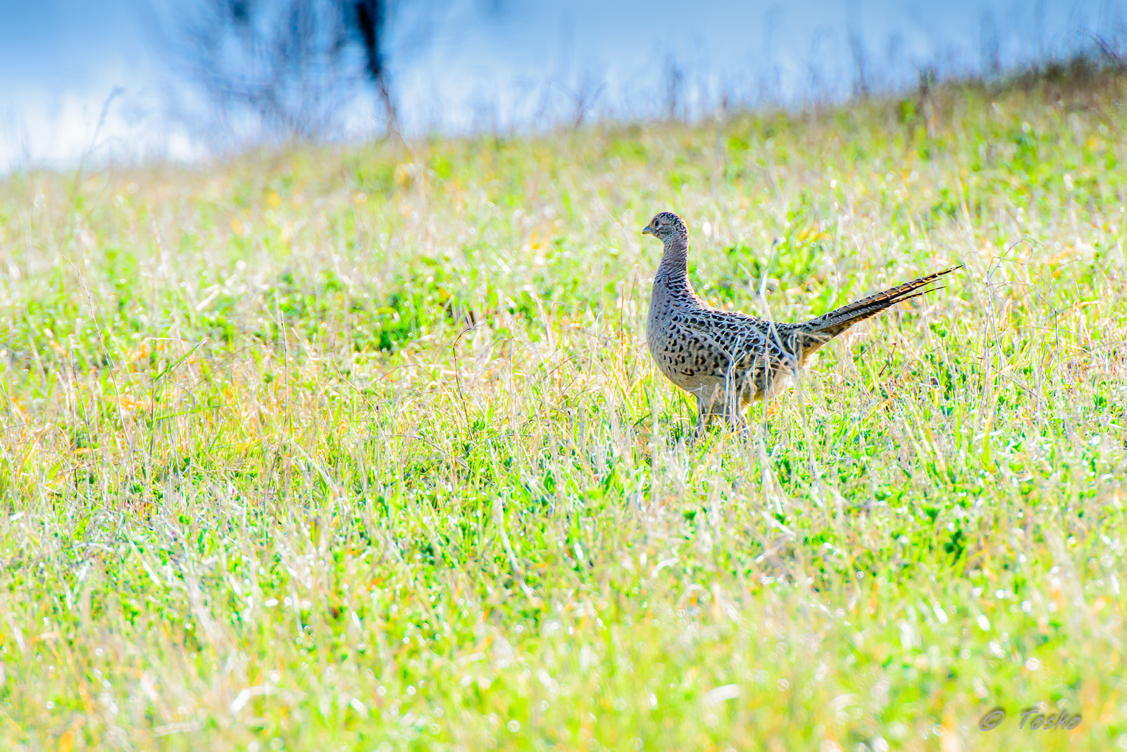 fagiano femmina all'alba