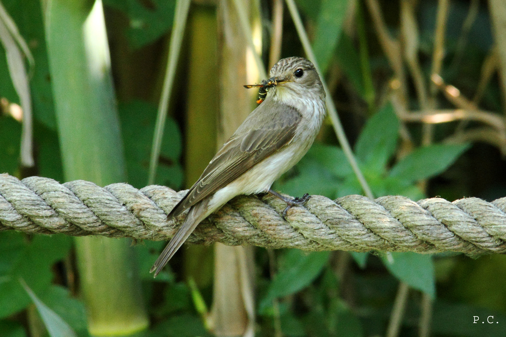 Pigliamosche prende farfalla