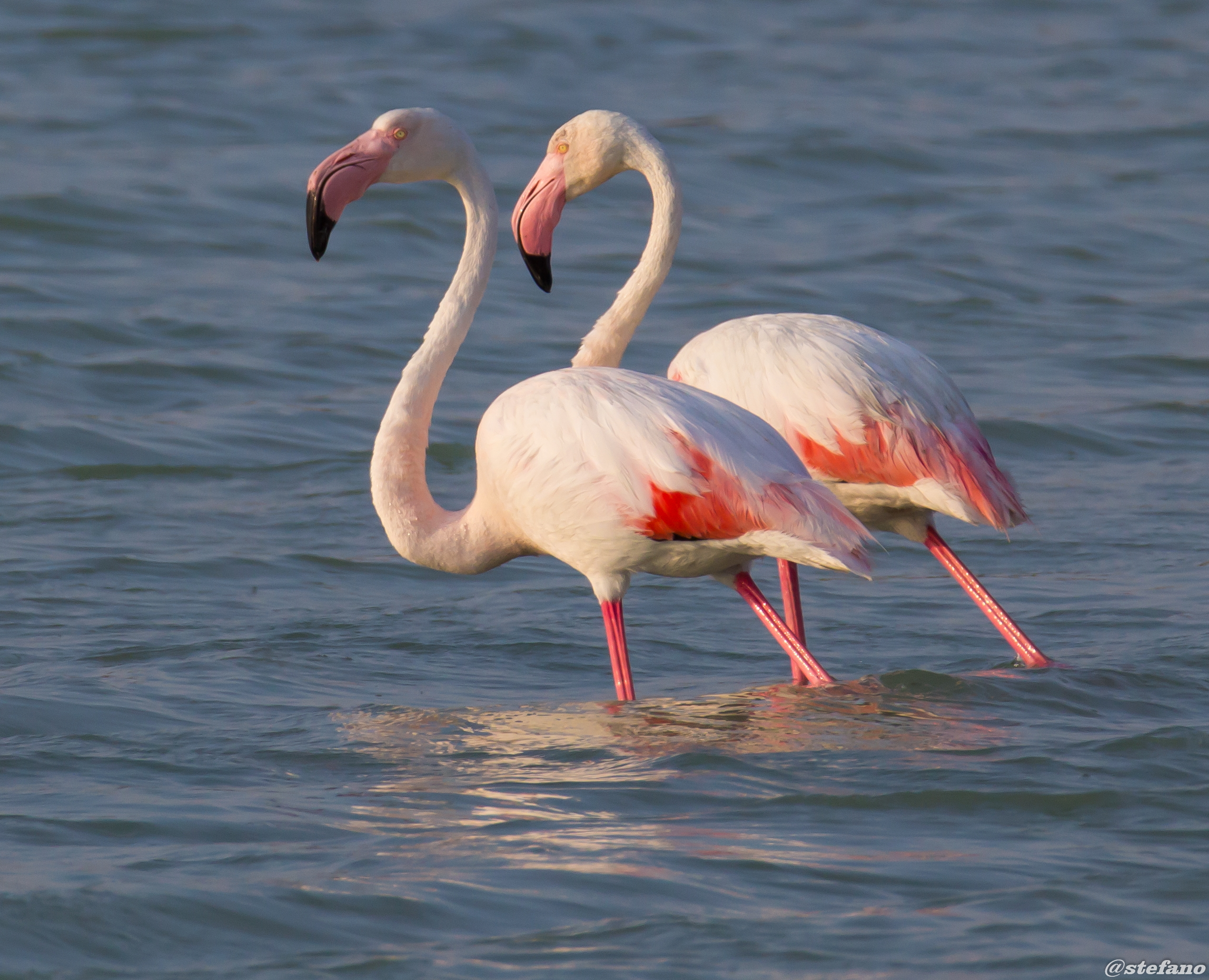 pink flamingos (walking)