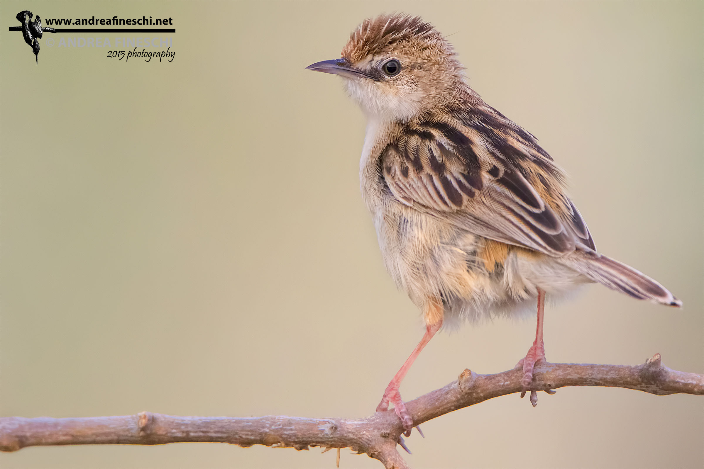 Beccamoschino at sunset