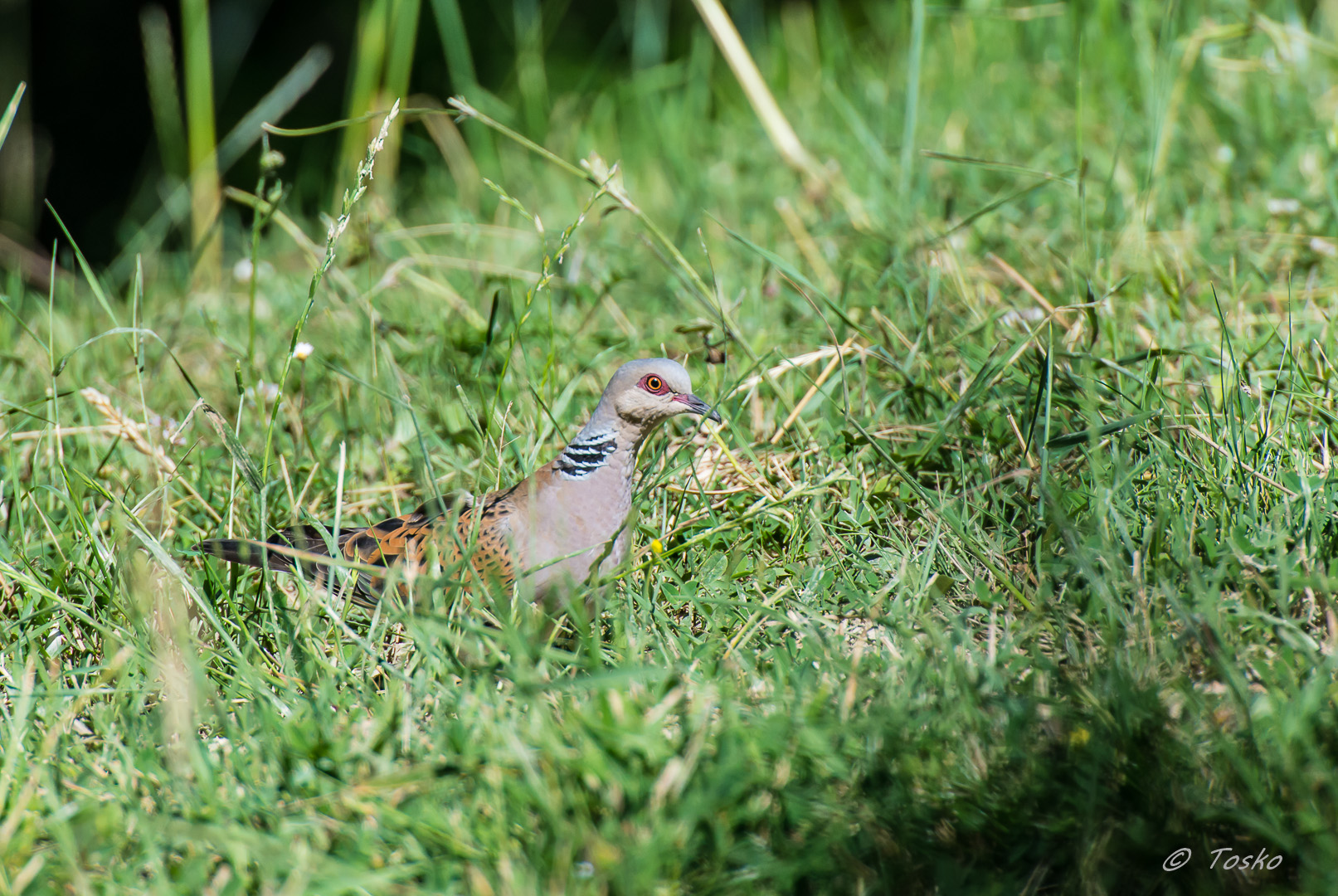 dall'Africa ....  in Italia