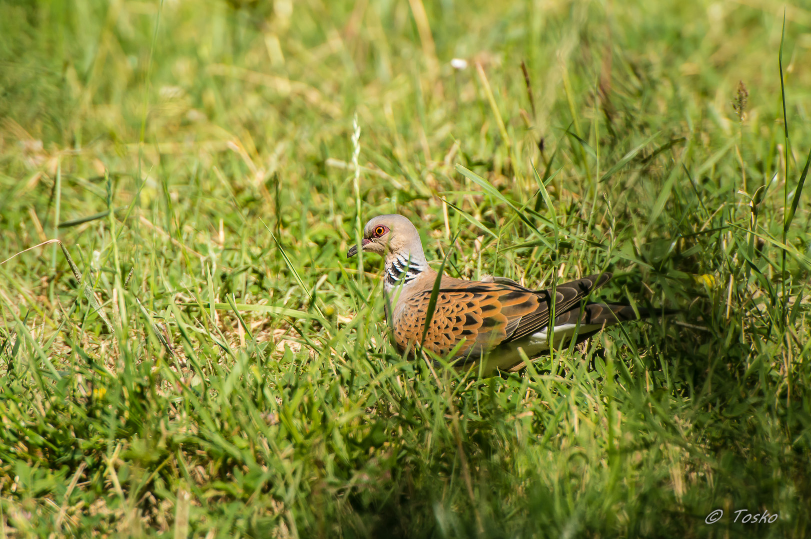 Tortora africana,migratore nidificante in Italia