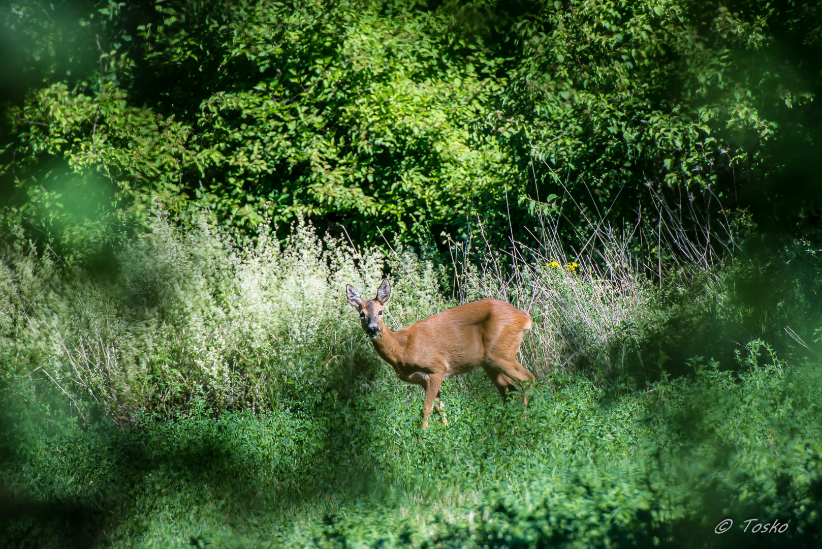 capriolo femmina: diffidenza violata!