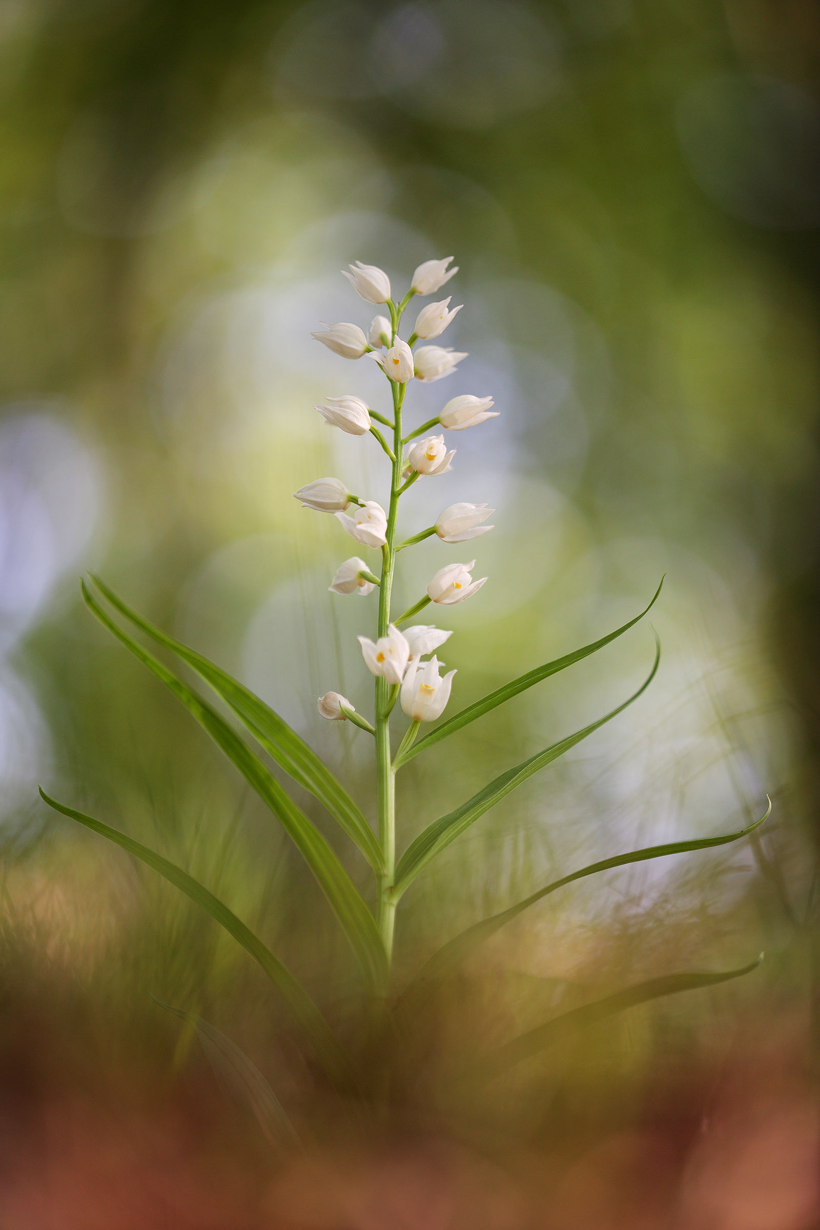 Cephalanthera longifolia