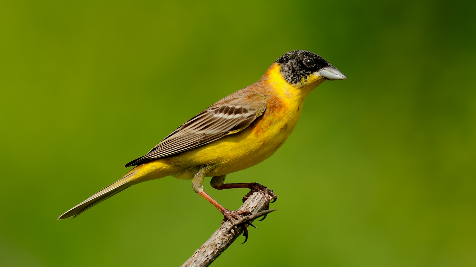 Emberiza melanocephala »Black-headed Bunting
