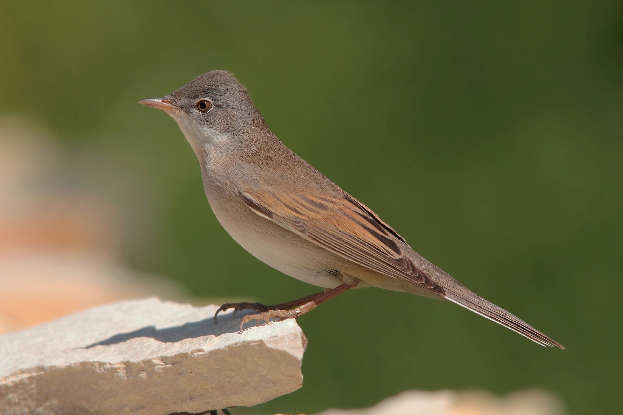 It should be a subalpine warbler?