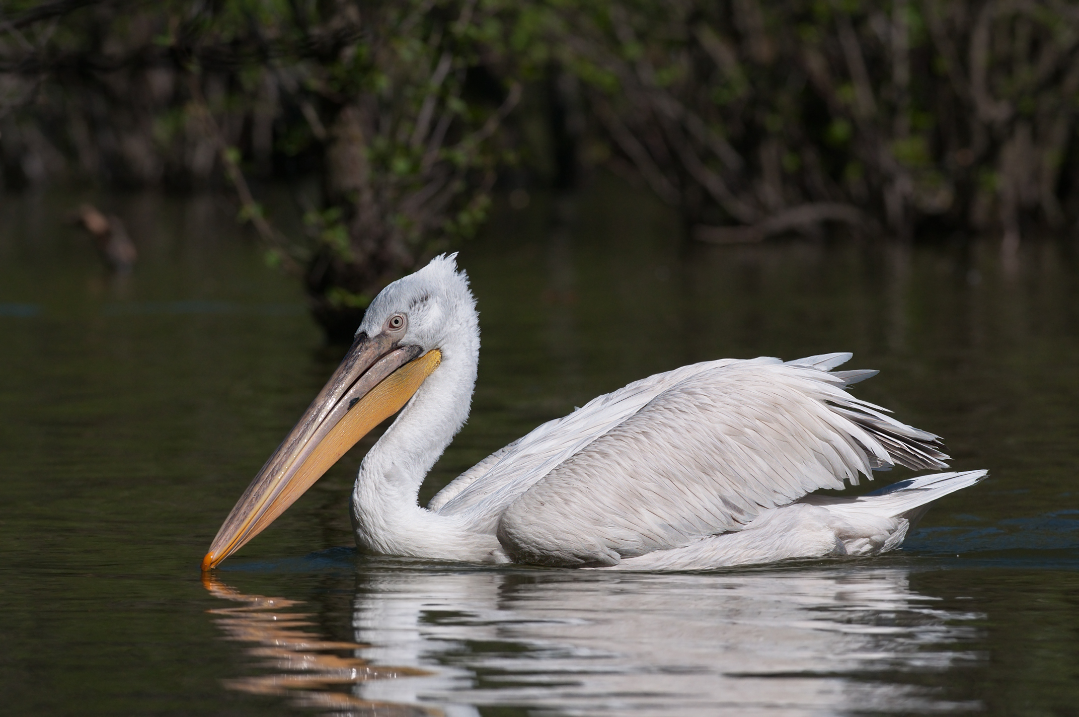 Pelican