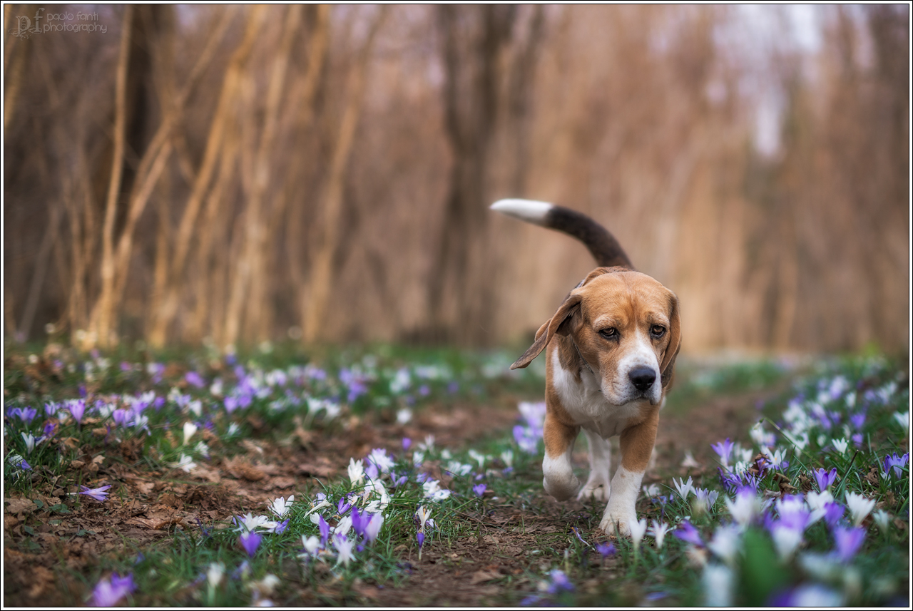 Passeggiata tra i crocus
