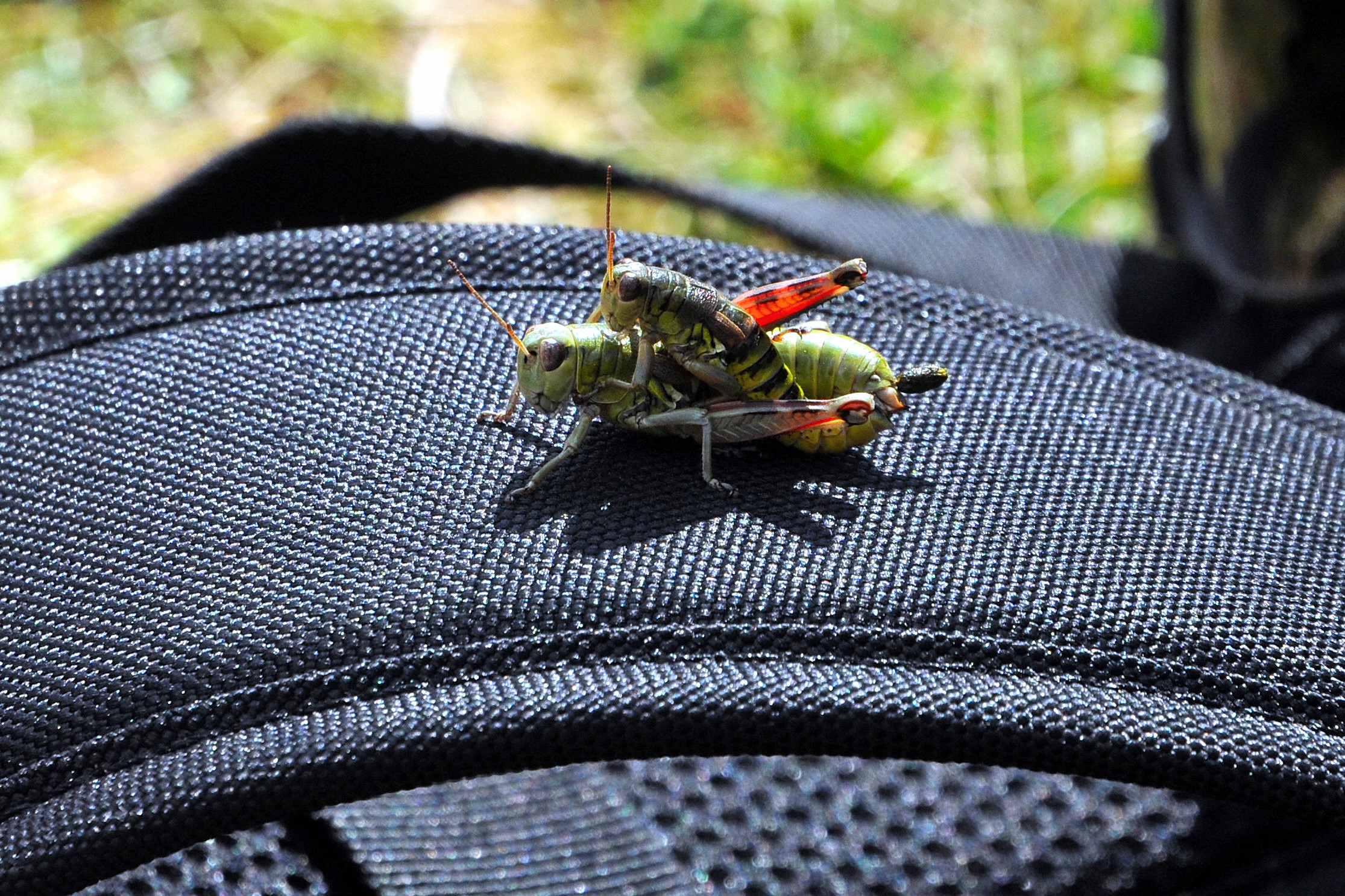 Accoppiamento o amore materno?