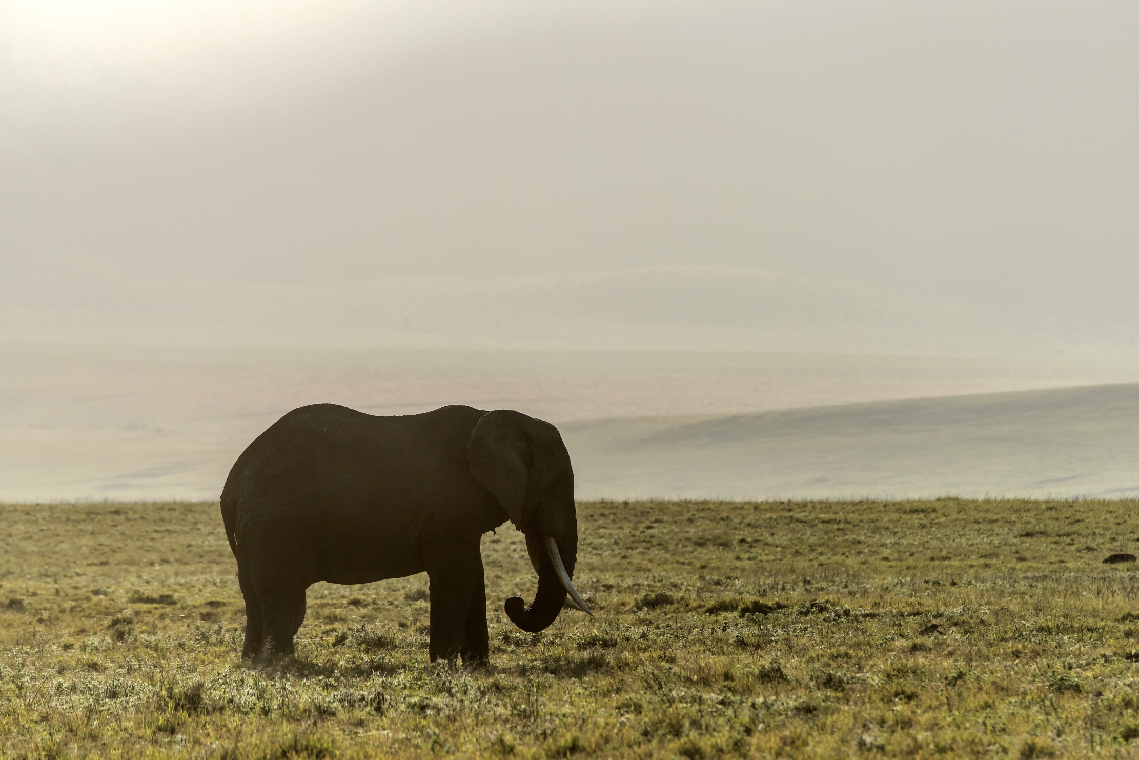 Tanzania 2015 - Sagoma